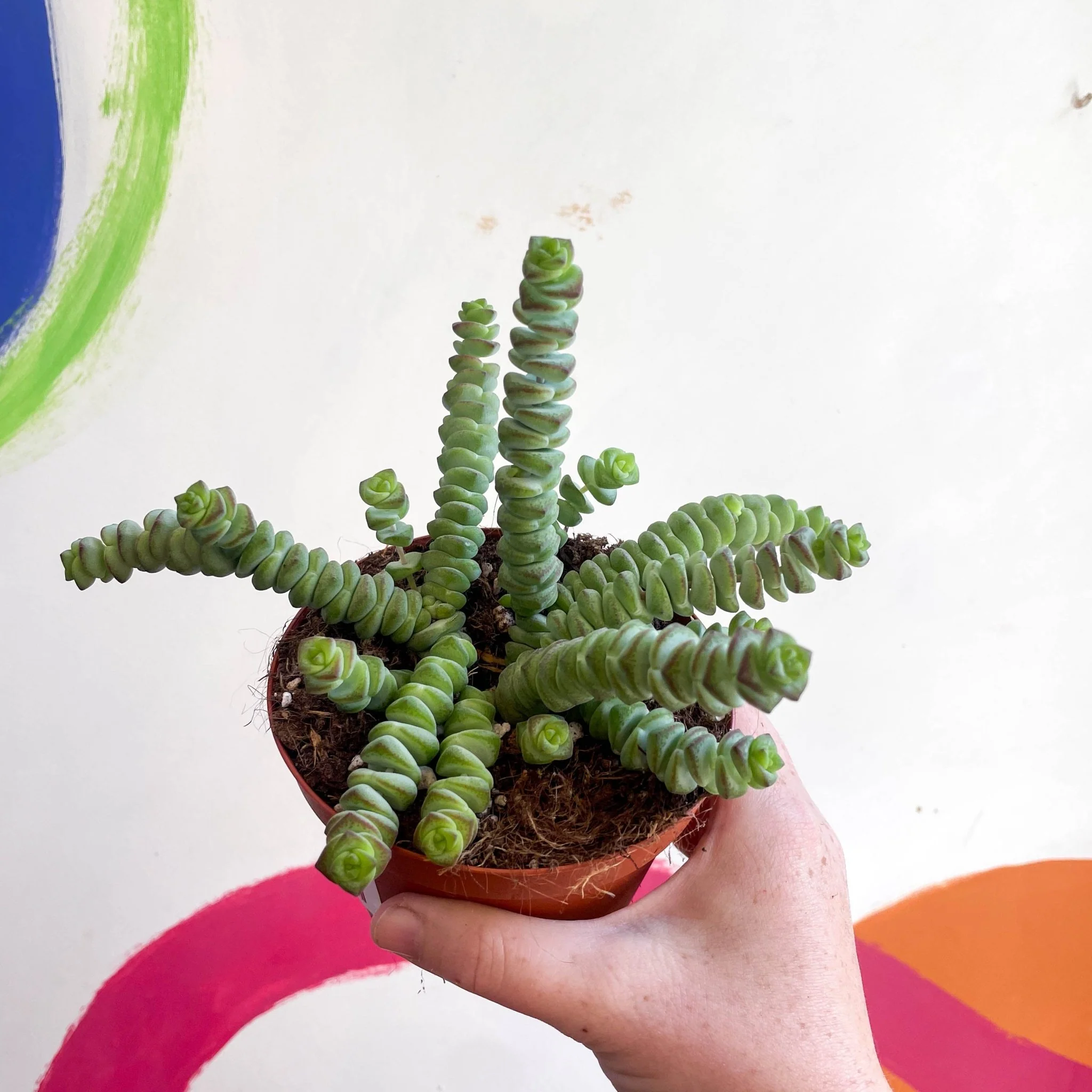 Crassula x rupestris f. marnieriana 'Hottentot' - Jade Necklace - Image 8