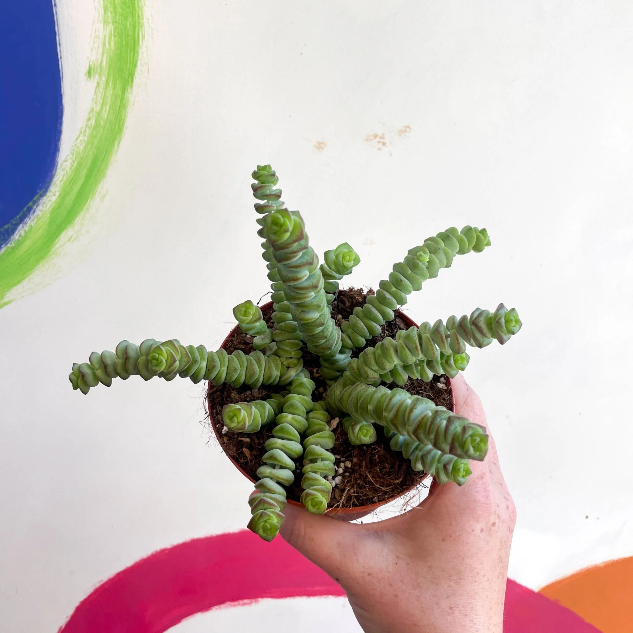 Crassula x rupestris f. marnieriana 'Hottentot' - Jade Necklace - Image 9