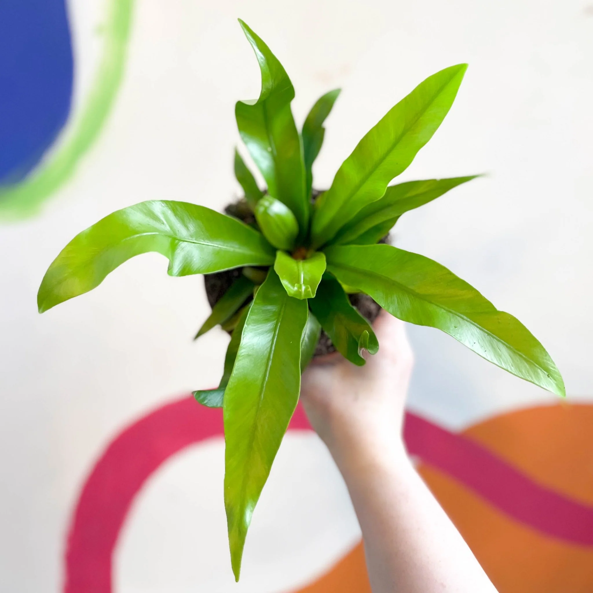 Asplenium antiquum - Japanese Bird's Nest Fern
