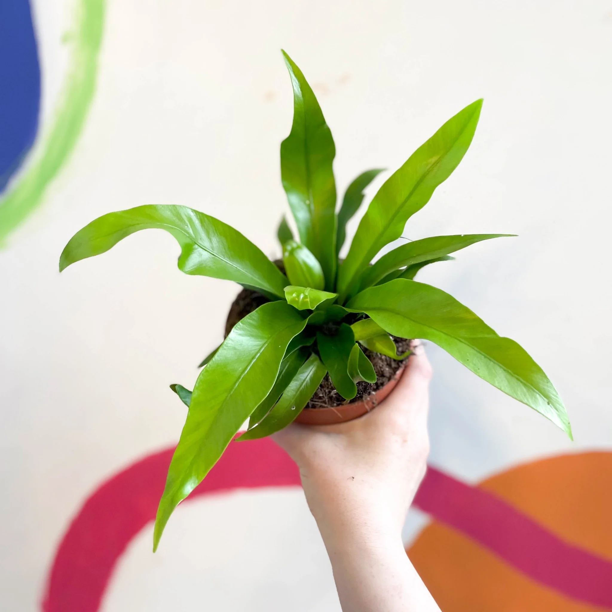 Asplenium antiquum - Japanese Bird's Nest Fern - Image 2
