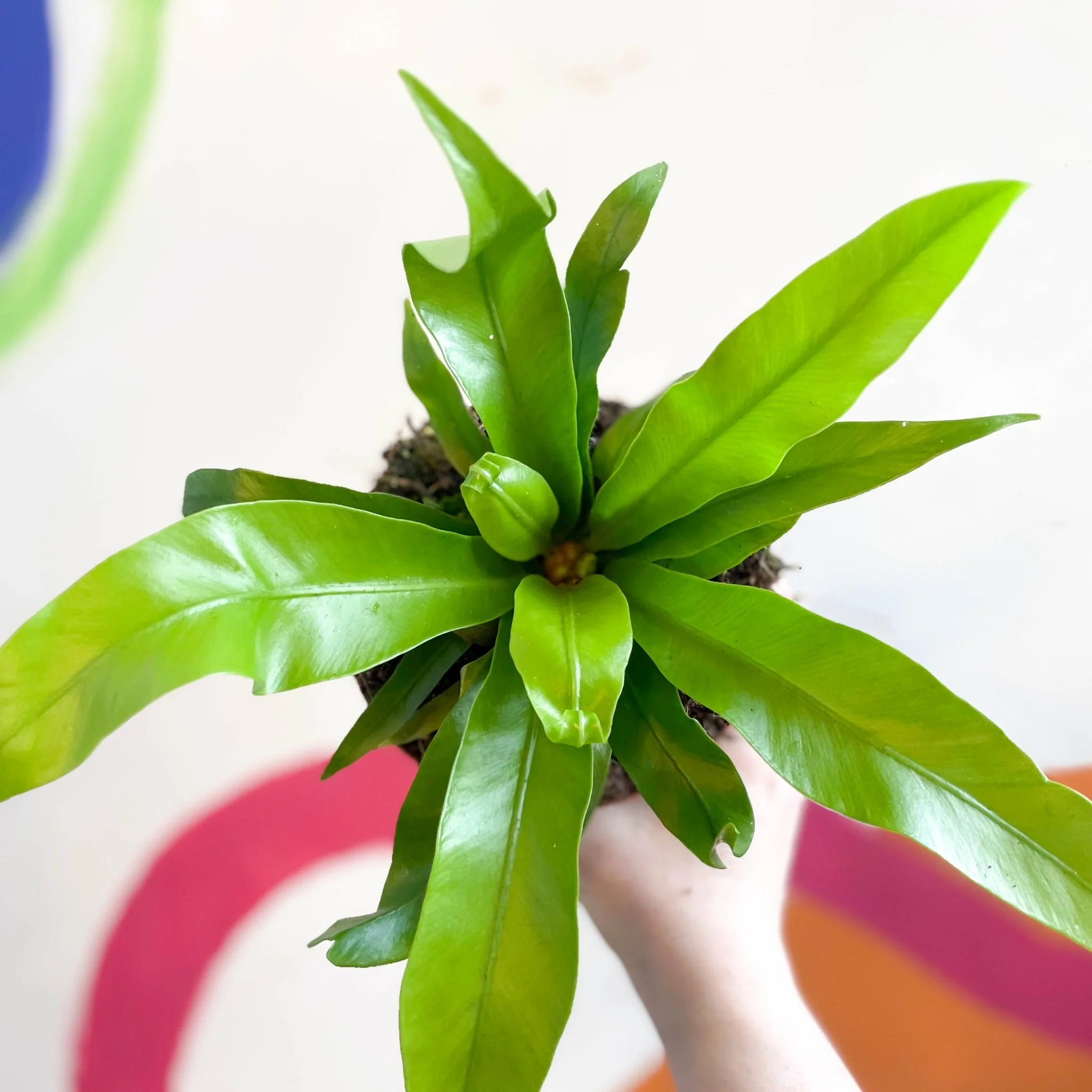 Asplenium antiquum - Japanese Bird's Nest Fern - Image 3