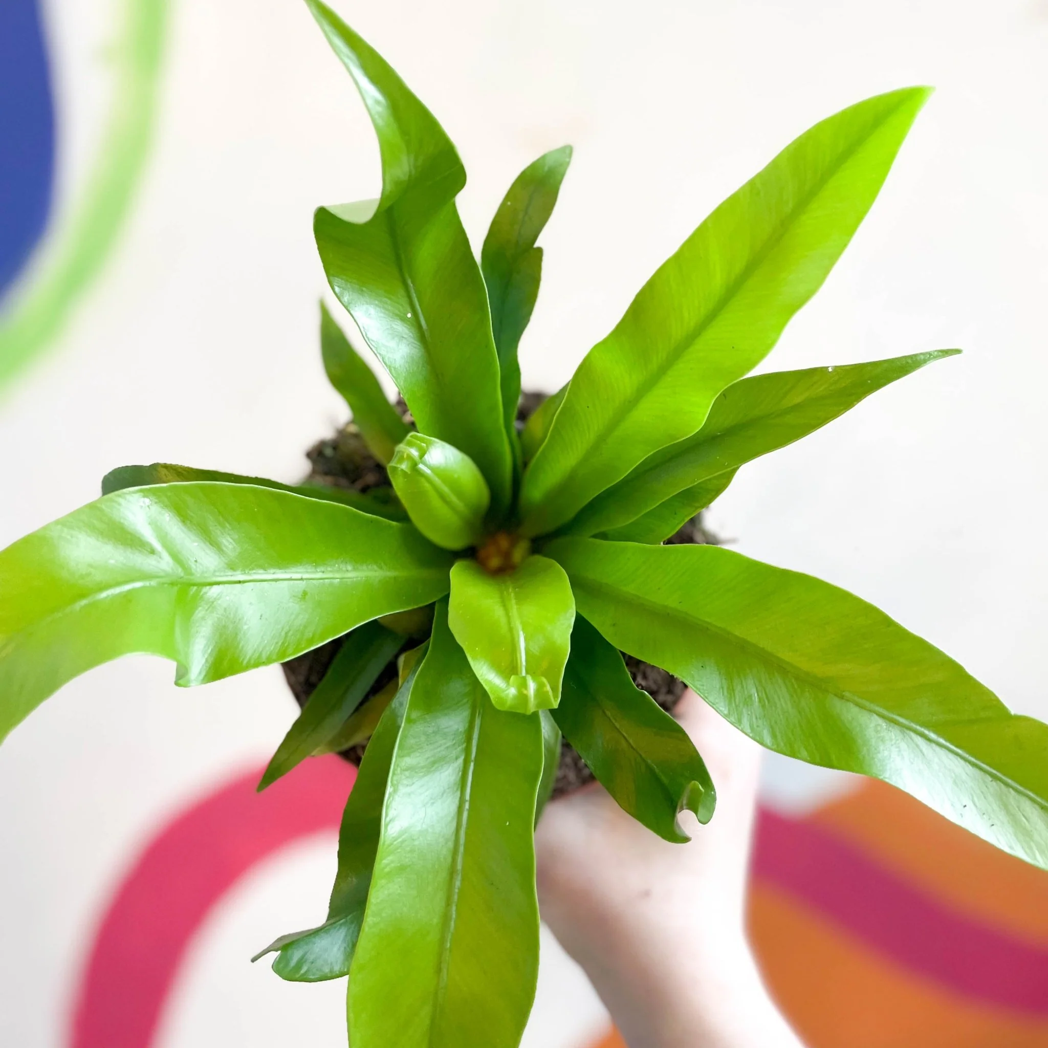 Asplenium antiquum - Japanese Bird's Nest Fern - Image 4