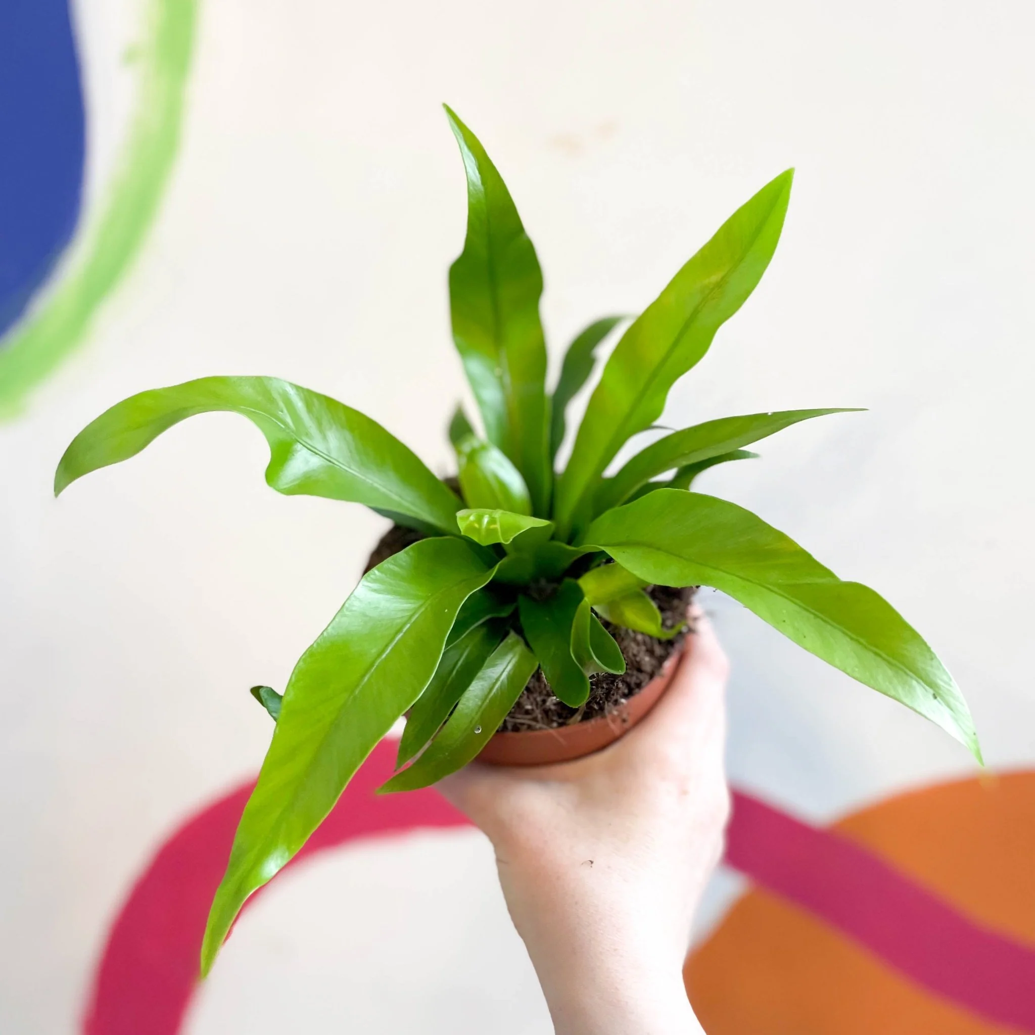 Asplenium antiquum - Japanese Bird's Nest Fern - Image 5