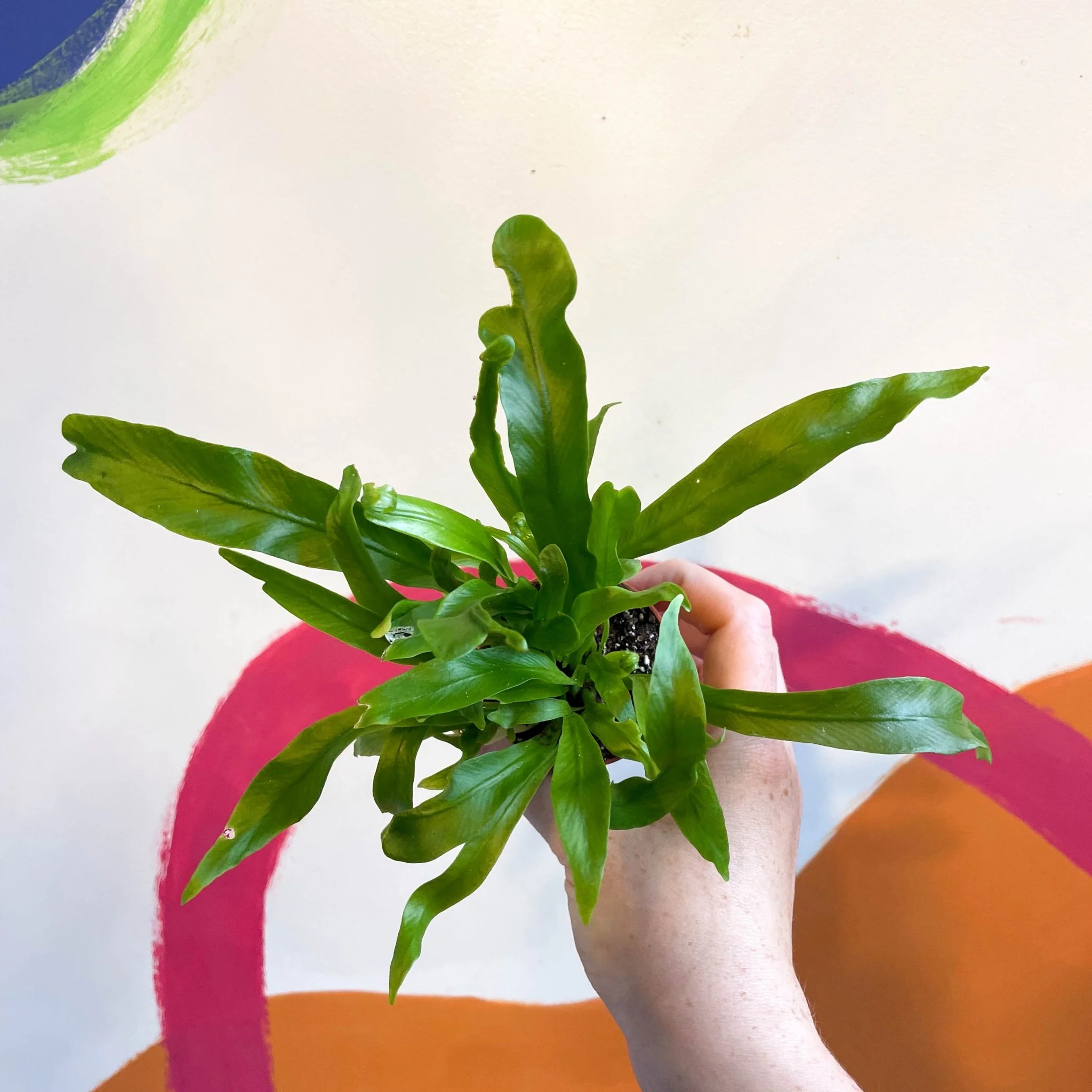 Asplenium antiquum - Japanese Bird's Nest Fern - Image 6