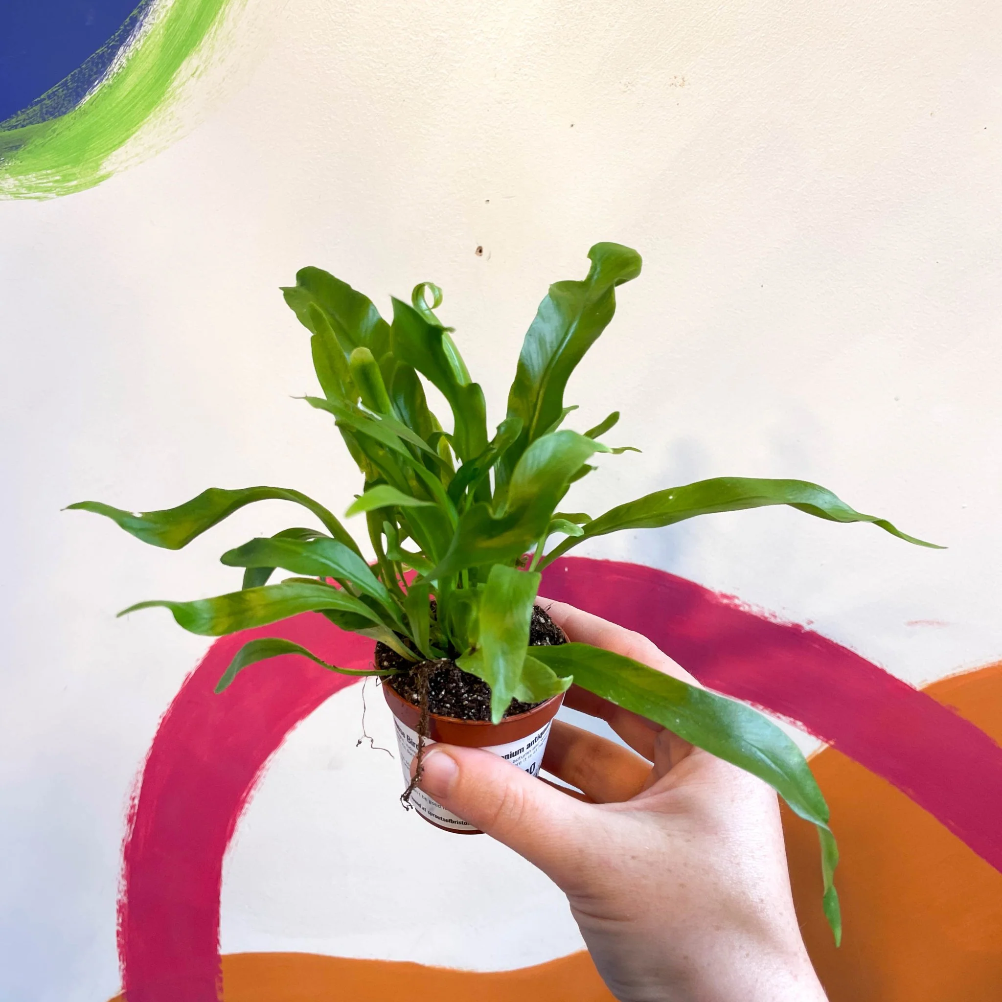 Asplenium antiquum - Japanese Bird's Nest Fern - Image 7