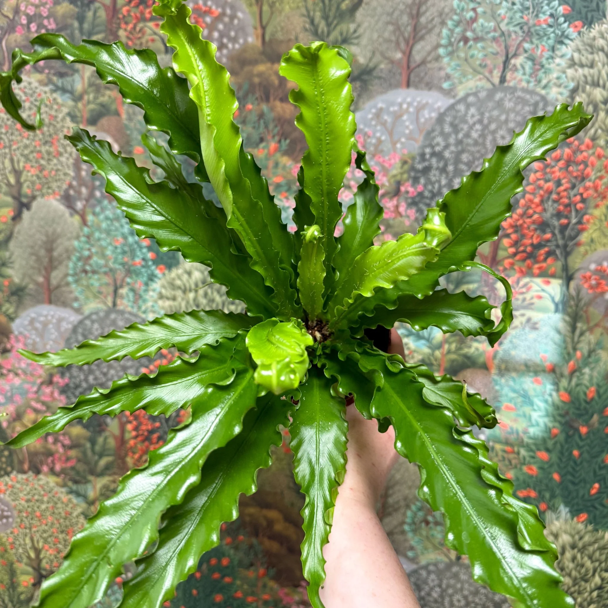 Asplenium antiquum 'Osaka' - Japanese Bird's Nest Fern - Image 8