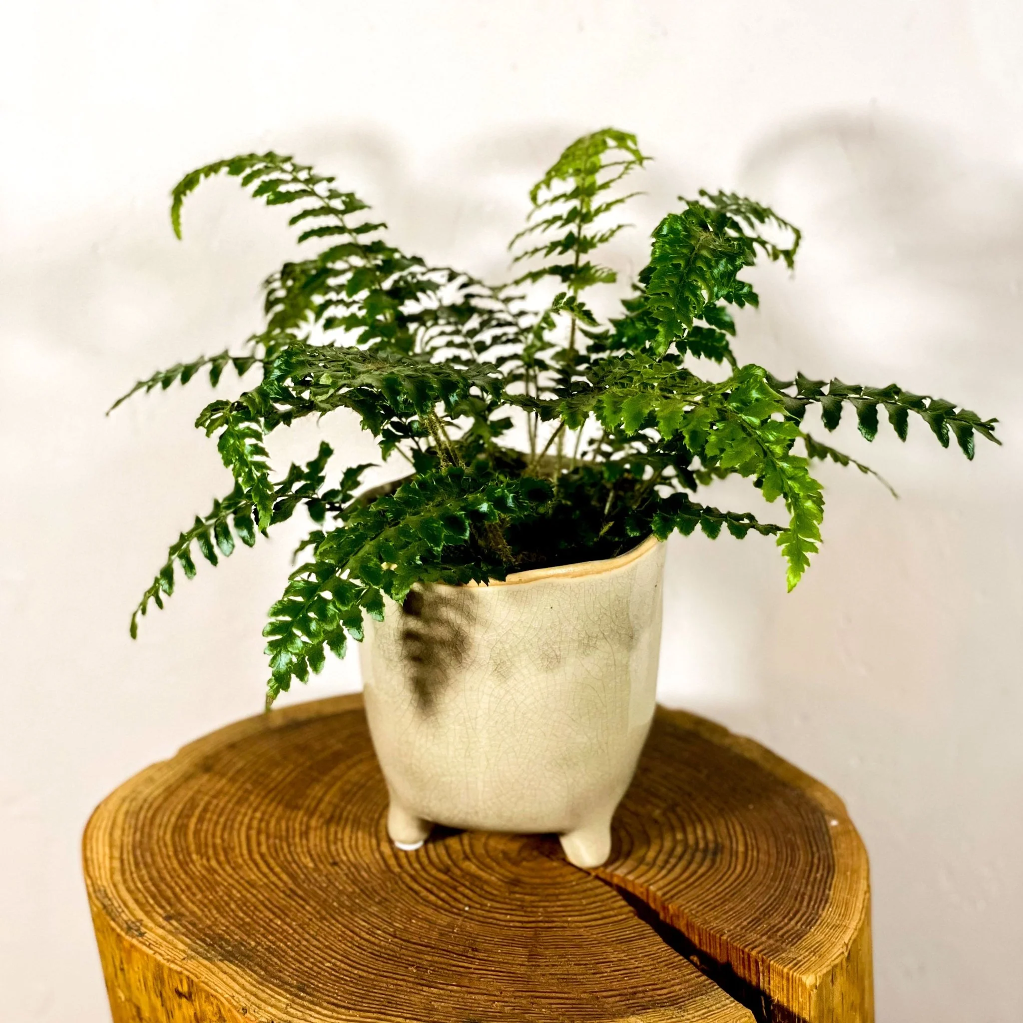 Japanese Holly Fern - Pteris