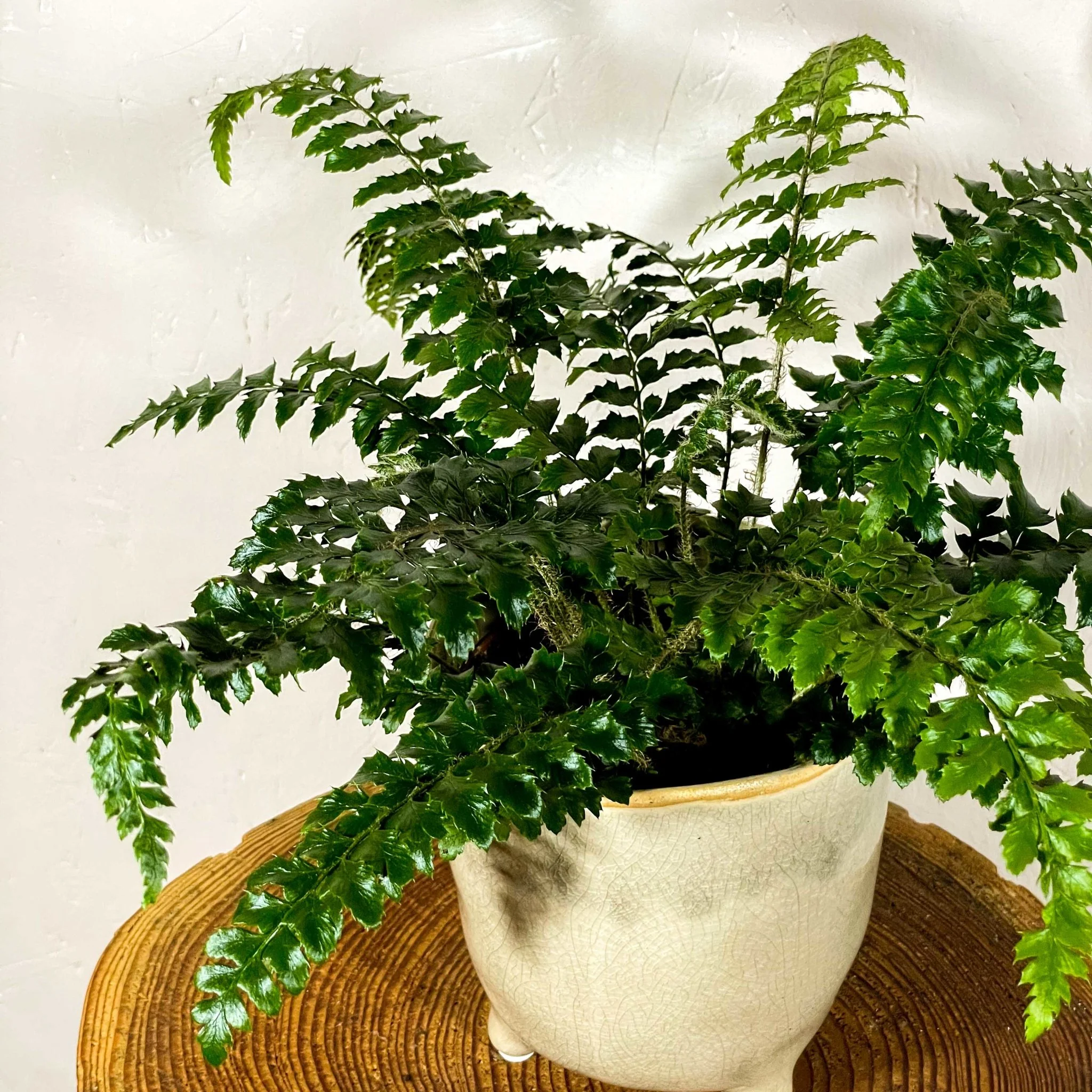 Japanese Holly Fern - Pteris - Image 2