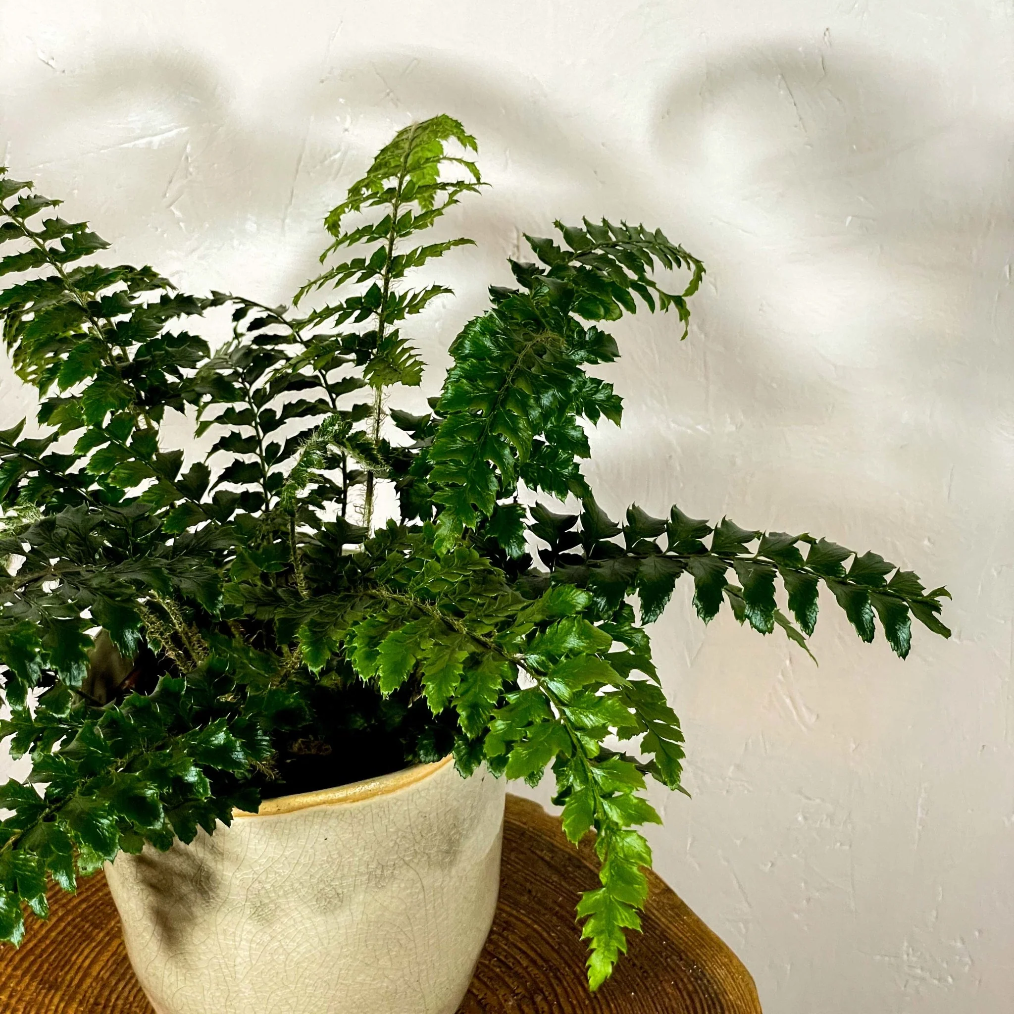 Japanese Holly Fern - Pteris - Image 3