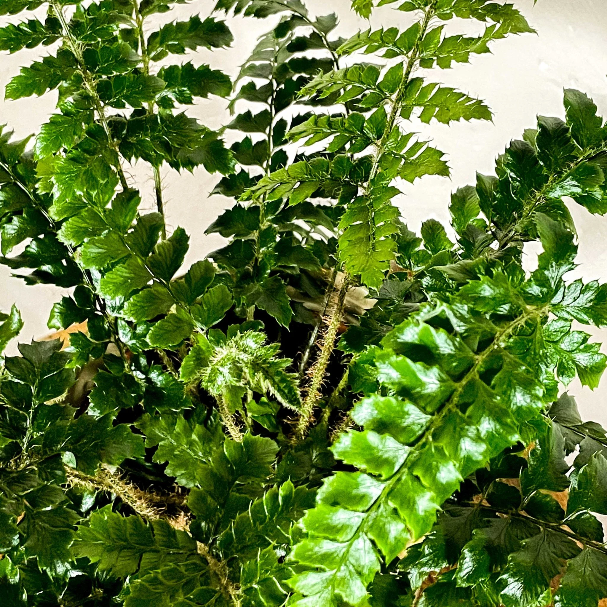 Japanese Holly Fern - Pteris - Image 4