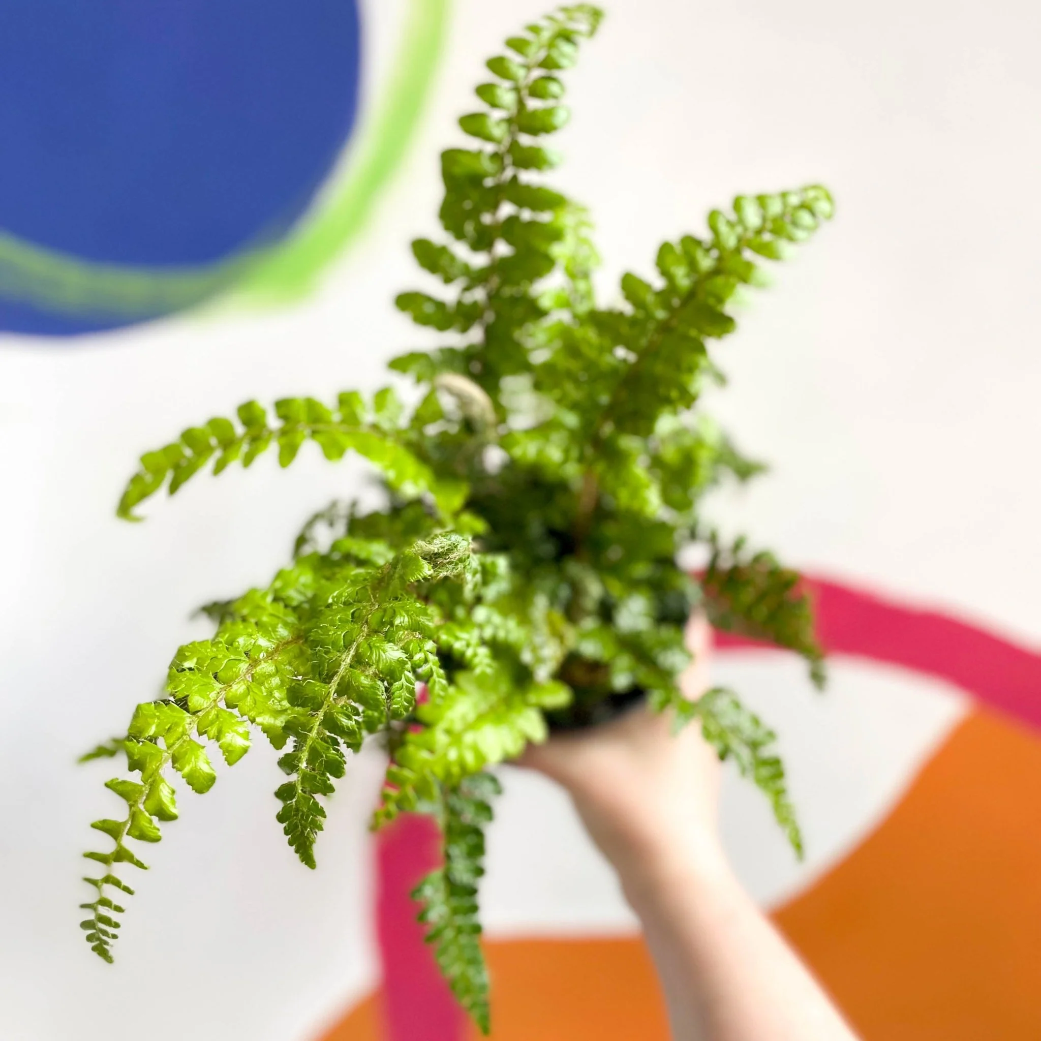 Japanese Lace Fern - Polystichum polyblepharum - British Grown - Hardy Evergreen Fern