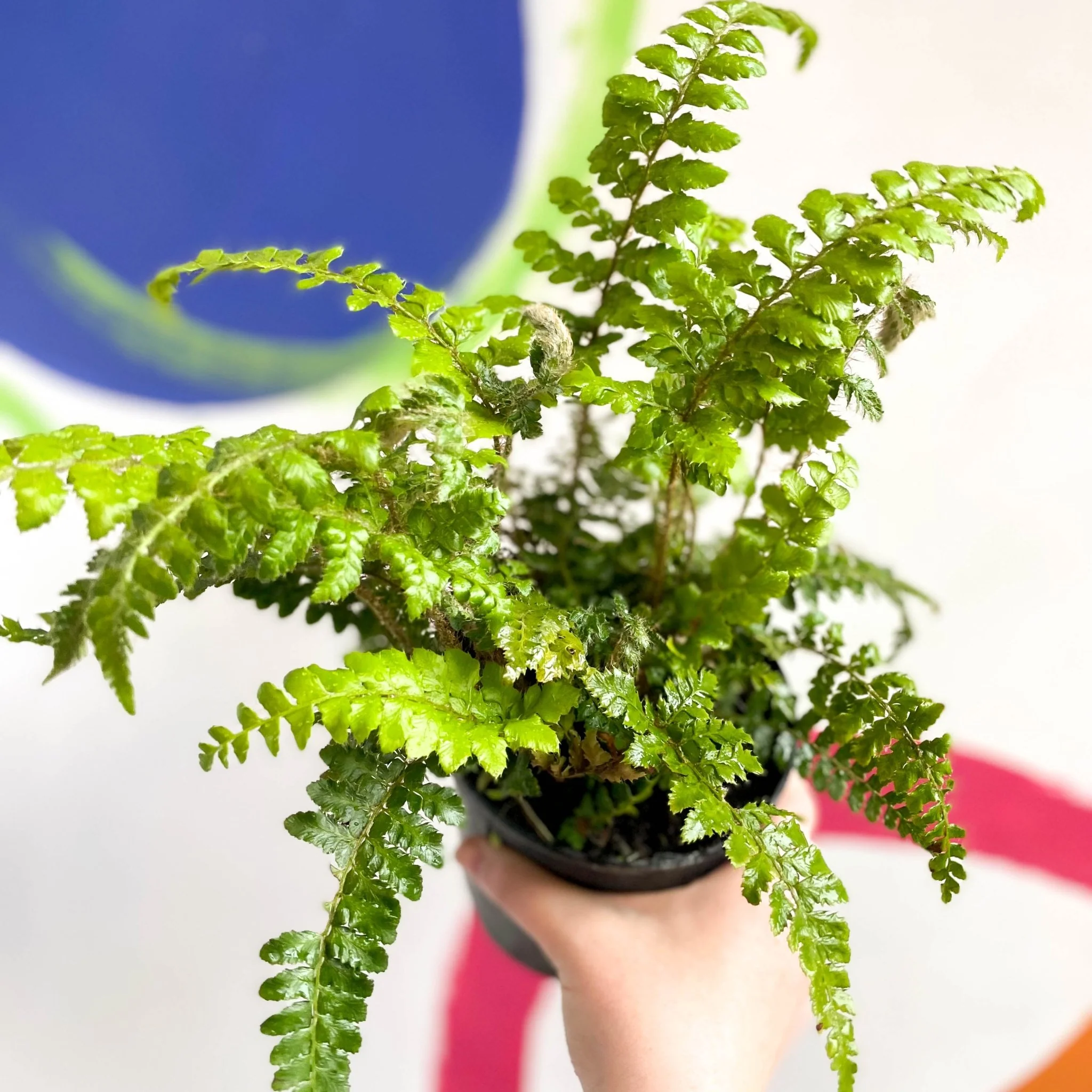 Japanese Lace Fern - Polystichum polyblepharum - British Grown - Hardy Evergreen Fern - Image 2
