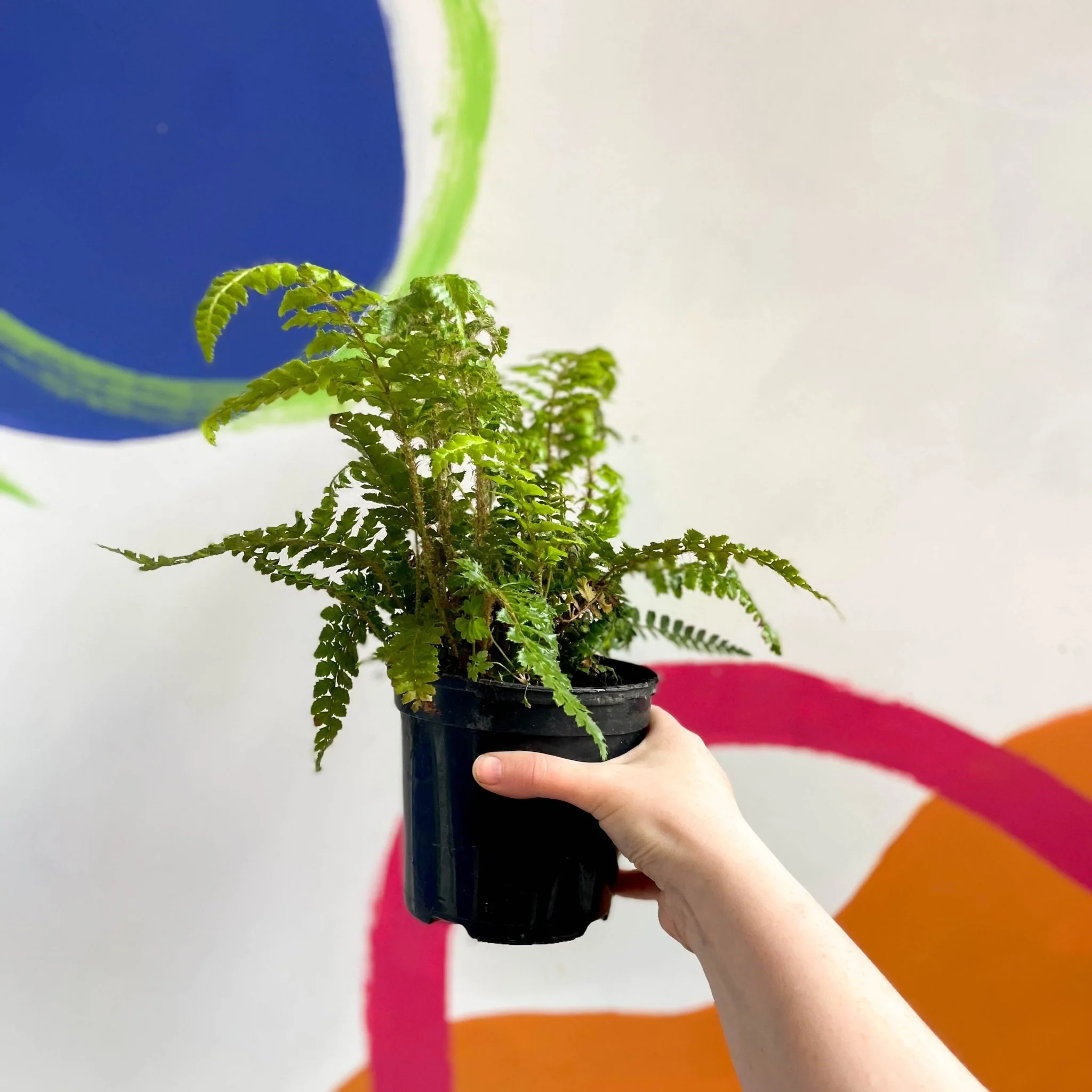Japanese Lace Fern - Polystichum polyblepharum - British Grown - Hardy Evergreen Fern - Image 3