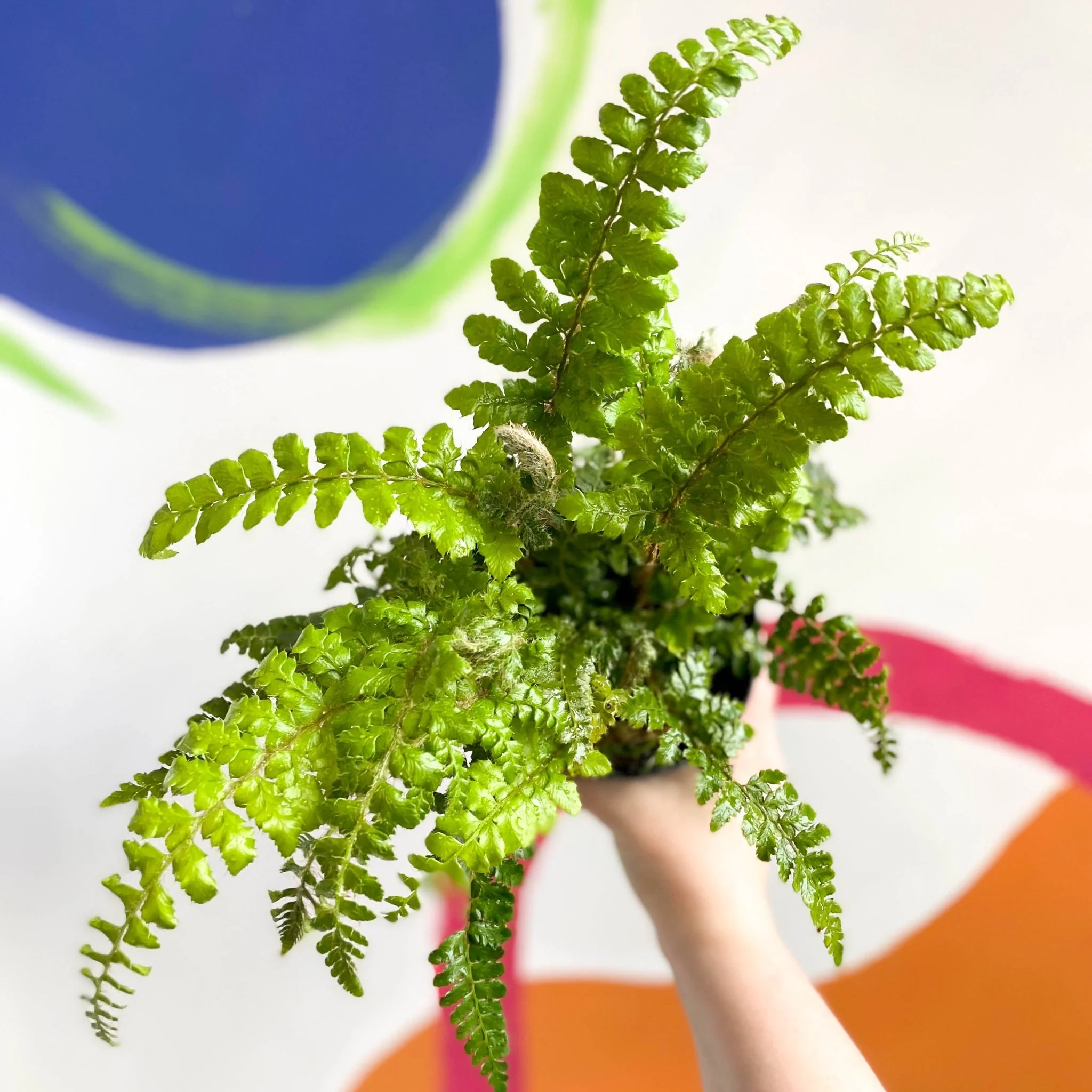 Japanese Lace Fern - Polystichum polyblepharum - British Grown - Hardy Evergreen Fern - Image 4