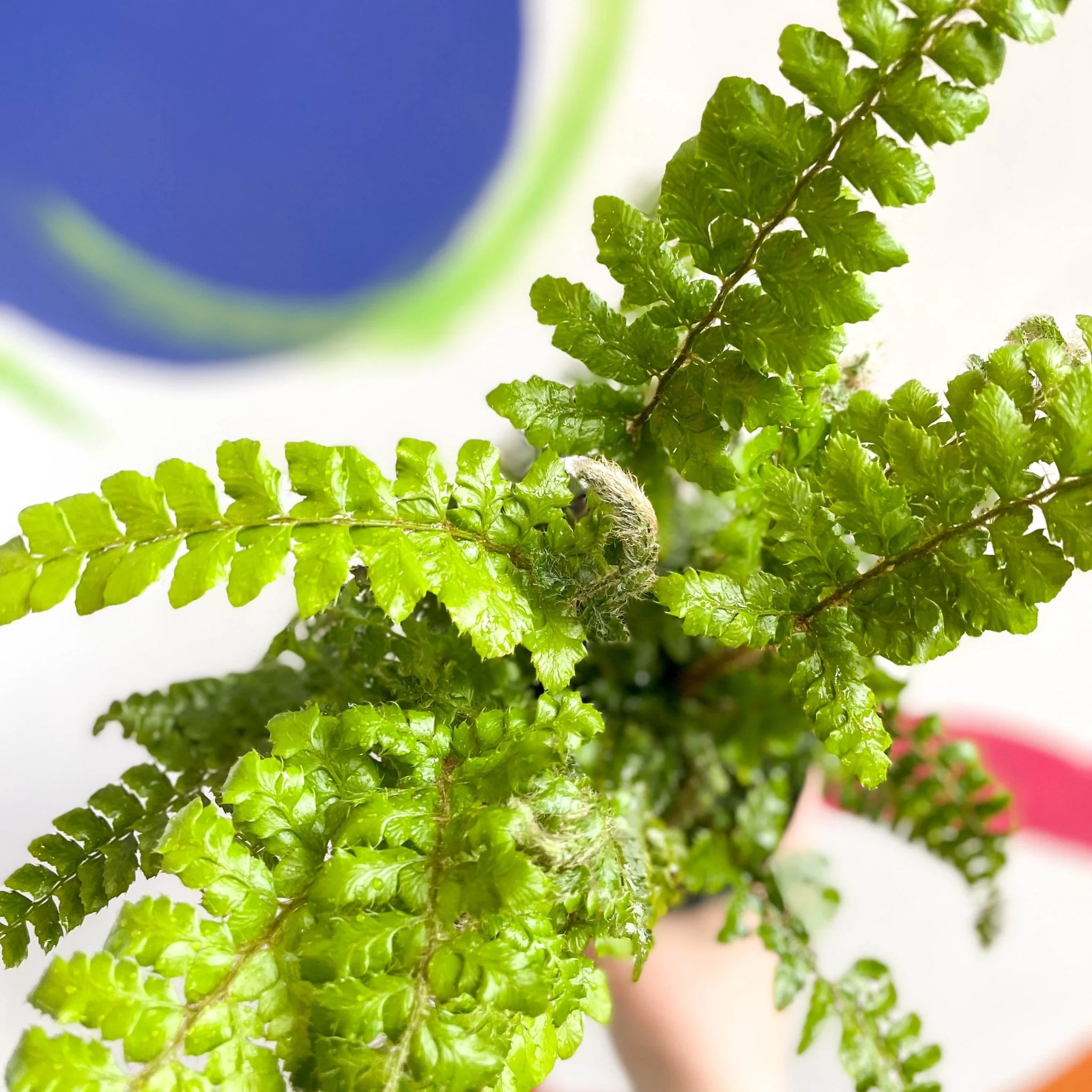 Japanese Lace Fern - Polystichum polyblepharum - British Grown - Hardy Evergreen Fern - Image 5