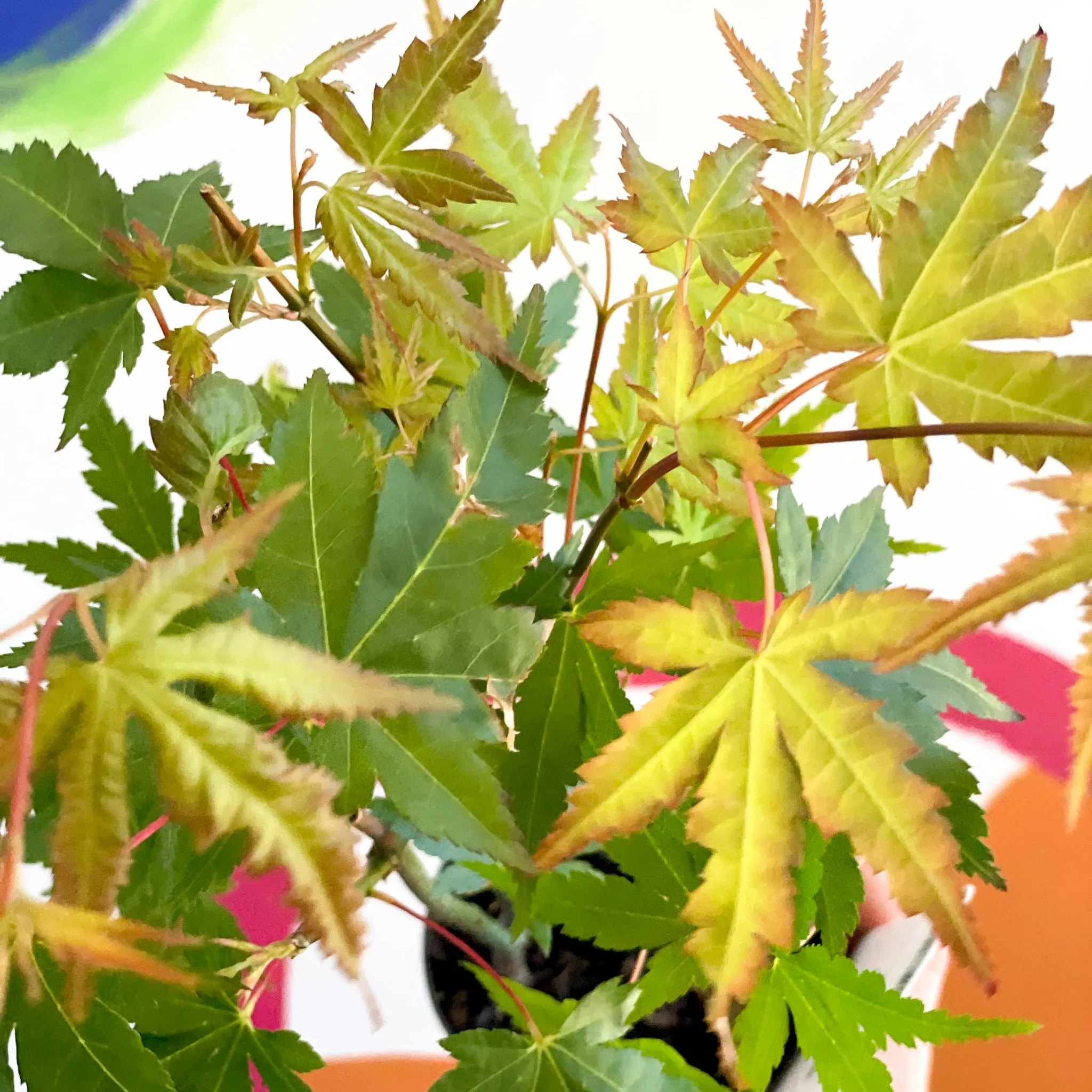Japanese Maple - Acer palmatum 'Green Globe'