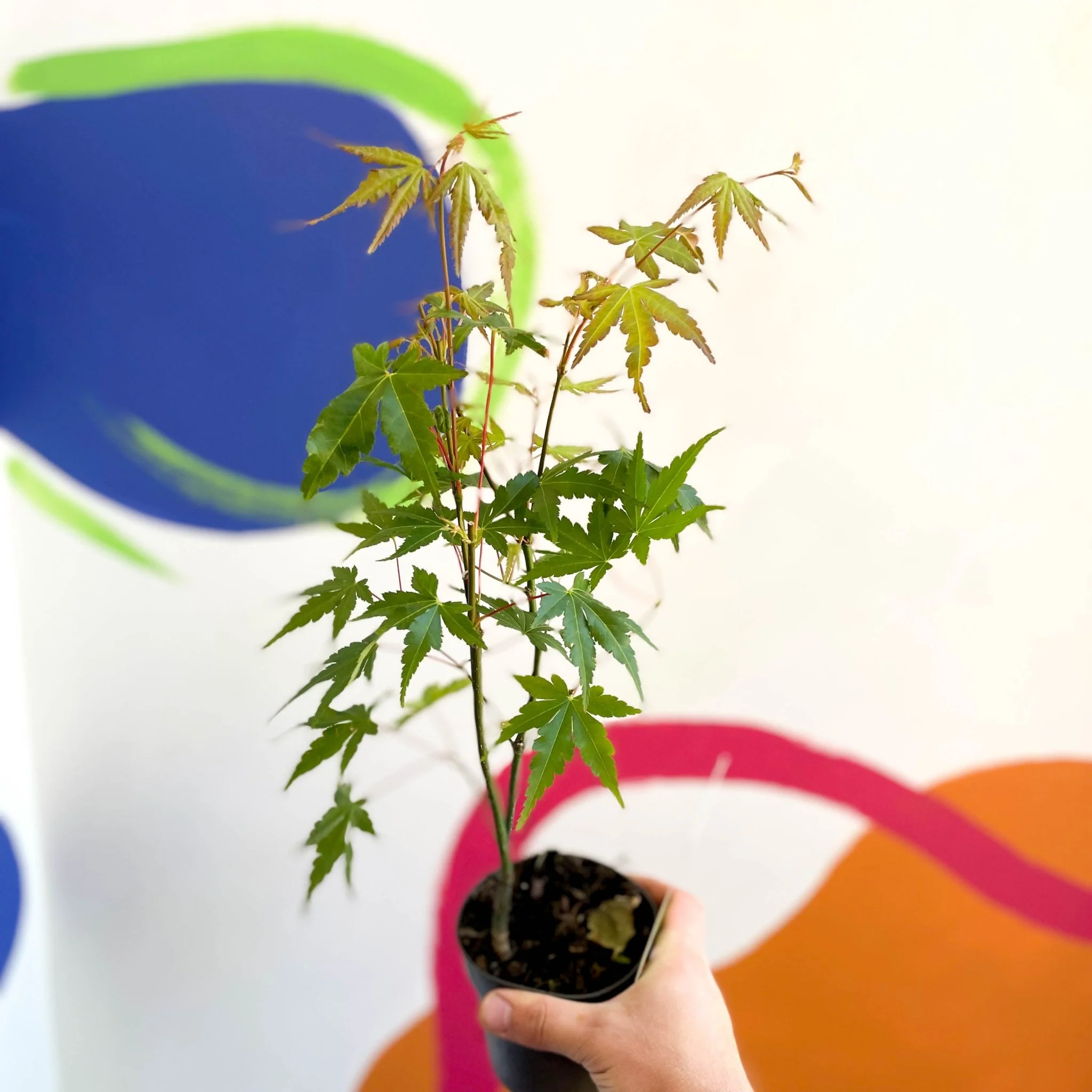 Japanese Maple - Acer palmatum 'Green Globe' - Image 2