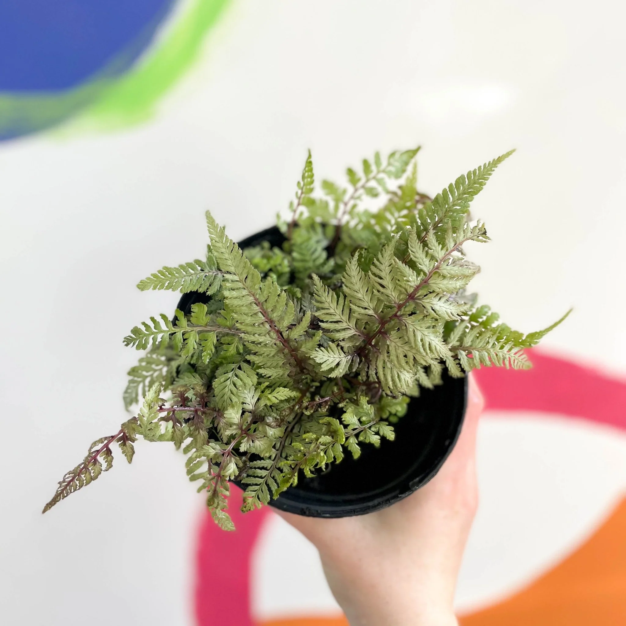 Japanese Painted Fern - Athyrium niponicum metallicum - British Grown - Hardy Deciduous Fern