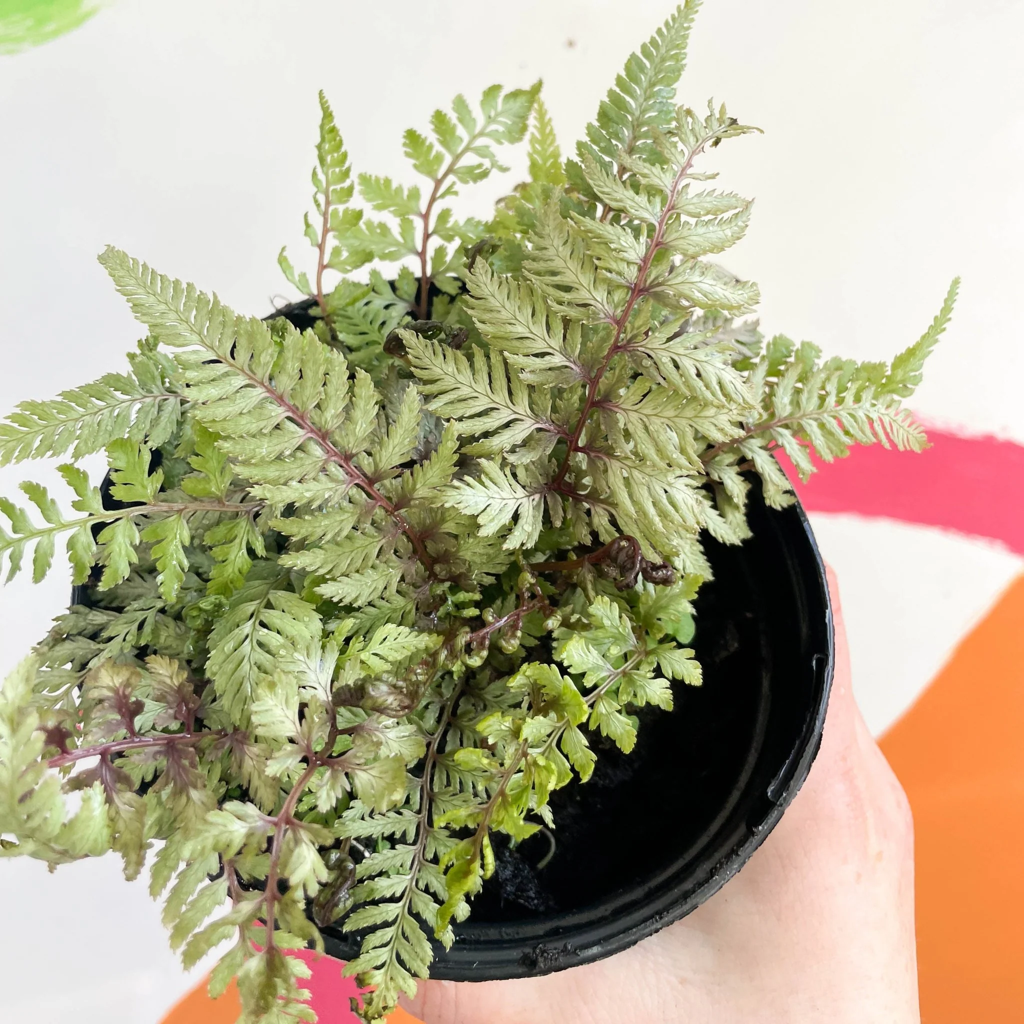Japanese Painted Fern - Athyrium niponicum metallicum - British Grown - Hardy Deciduous Fern - Image 2