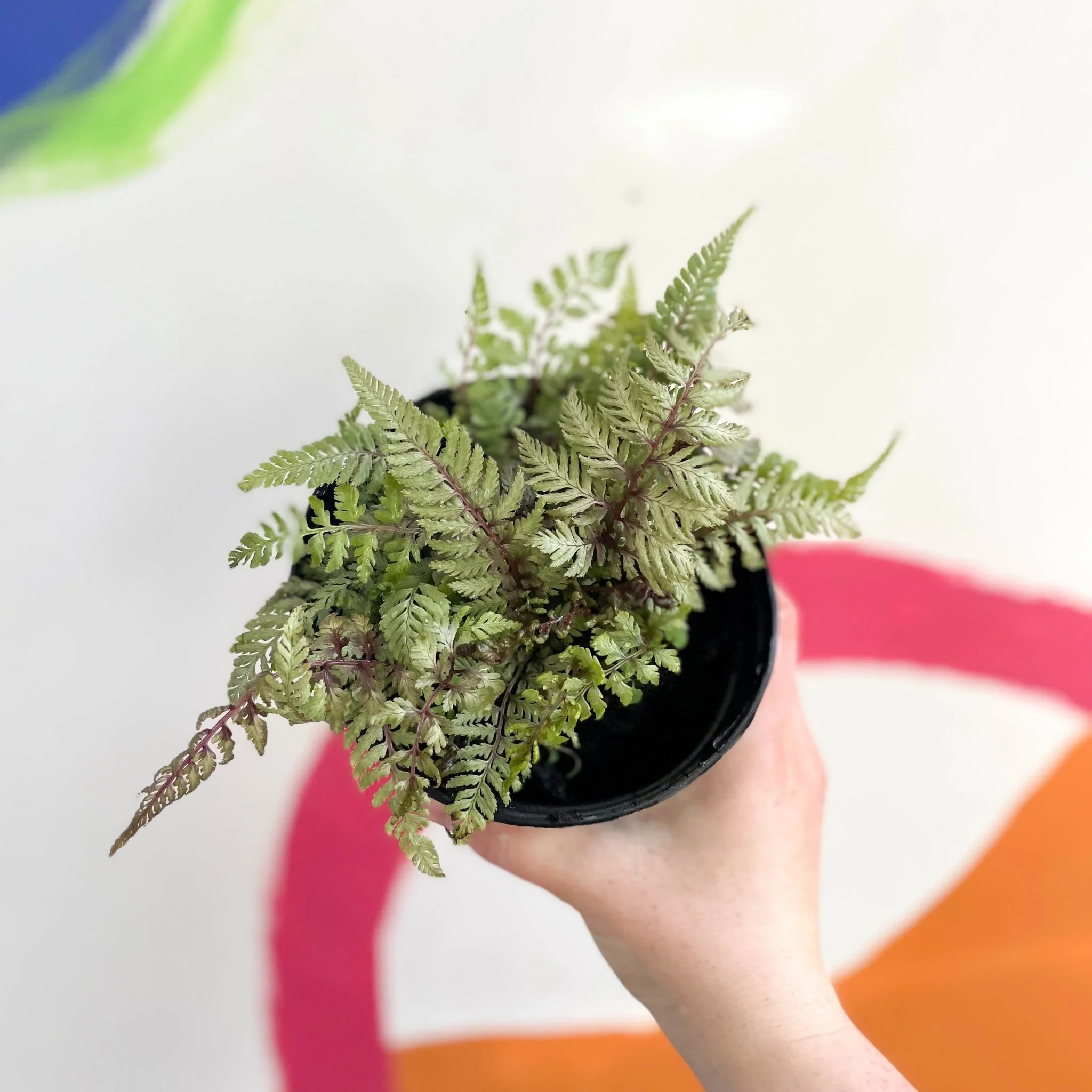Japanese Painted Fern - Athyrium niponicum metallicum - British Grown - Hardy Deciduous Fern - Image 3
