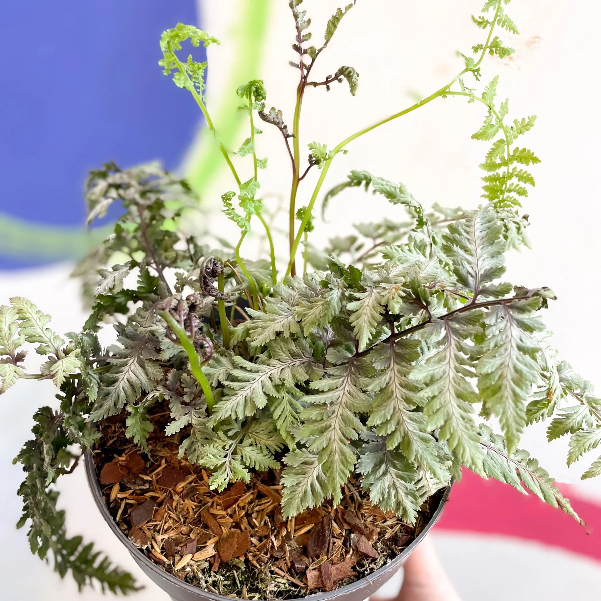 Athyrium niponicum var. pictum 'Silver Falls' - Japanese Painted Fern - Image 7