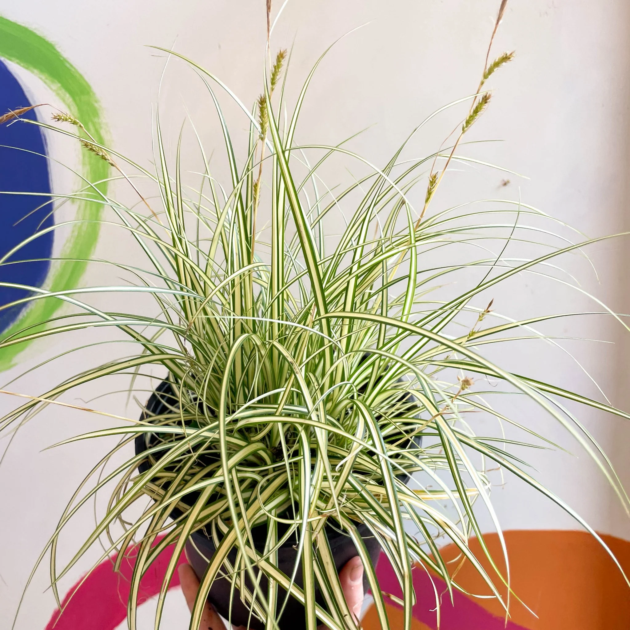 Japanese Sedge - Carex oshimensis 'Evergold' - Cotswold Grown Perennial