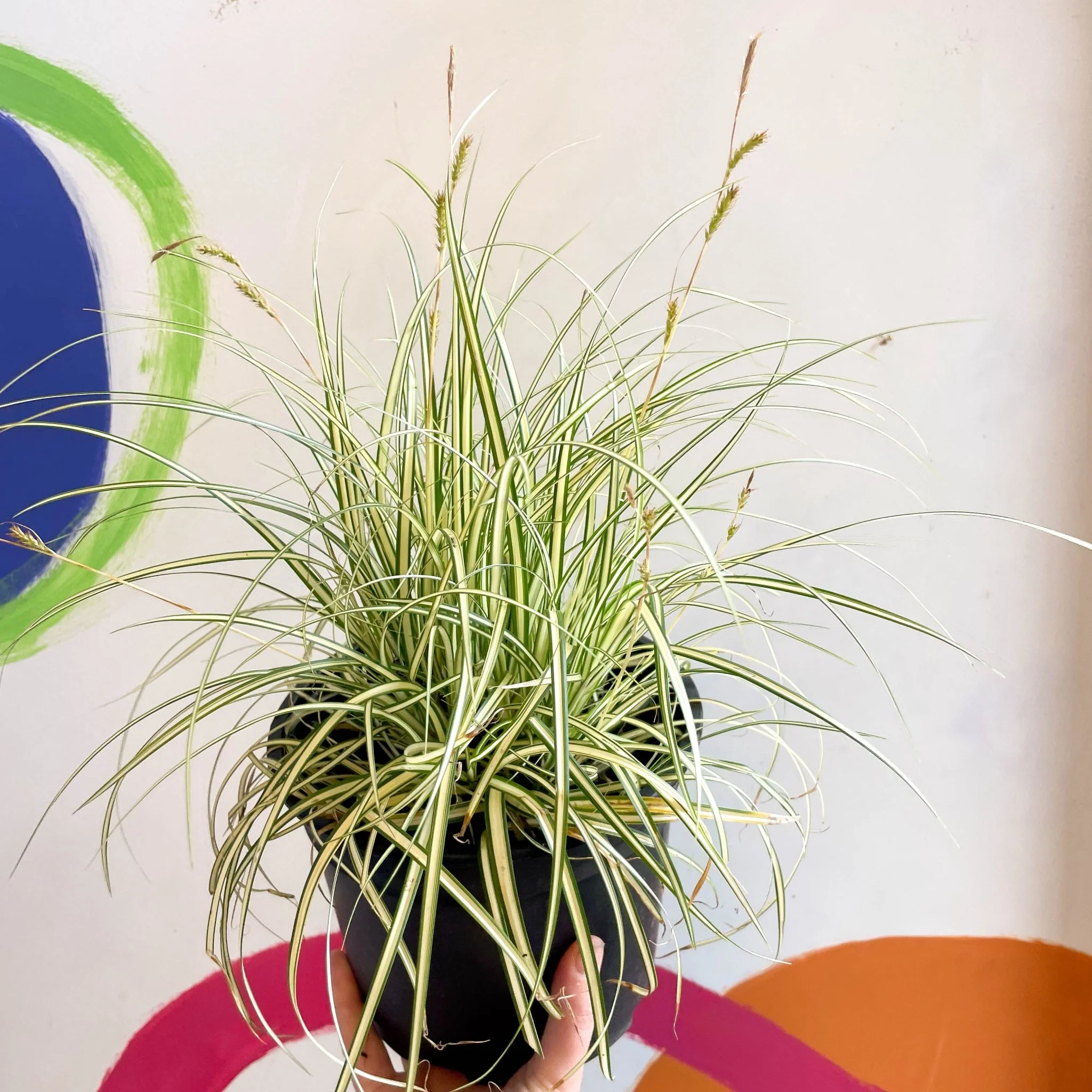 Japanese Sedge - Carex oshimensis 'Evergold' - Cotswold Grown Perennial - Image 3