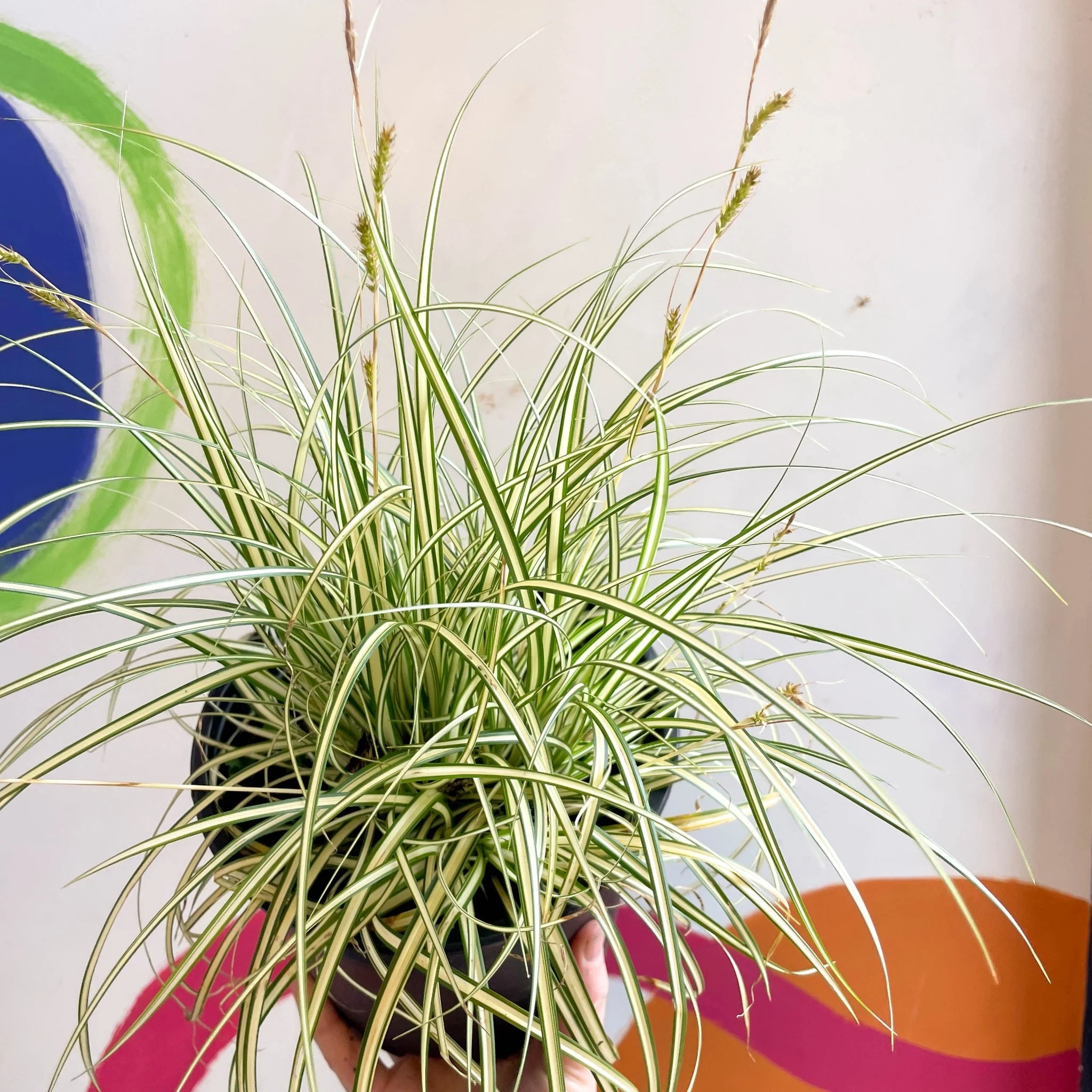 Japanese Sedge - Carex oshimensis 'Evergold' - Cotswold Grown Perennial - Image 4