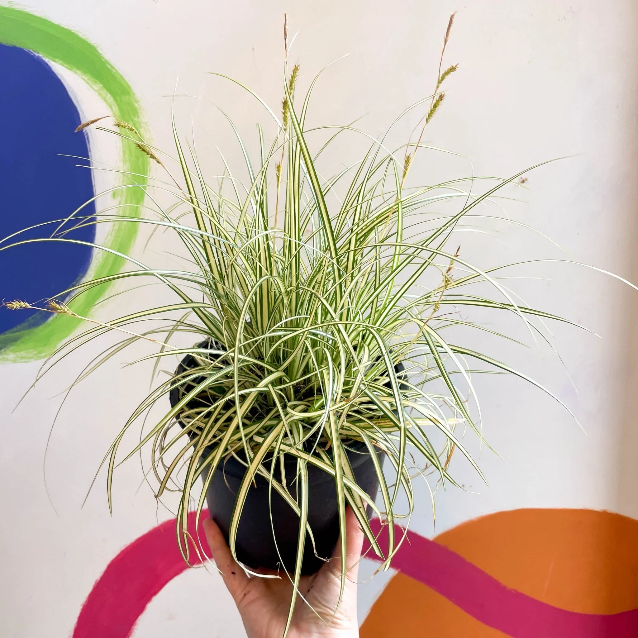 Japanese Sedge - Carex oshimensis 'Evergold' - Cotswold Grown Perennial - Image 5