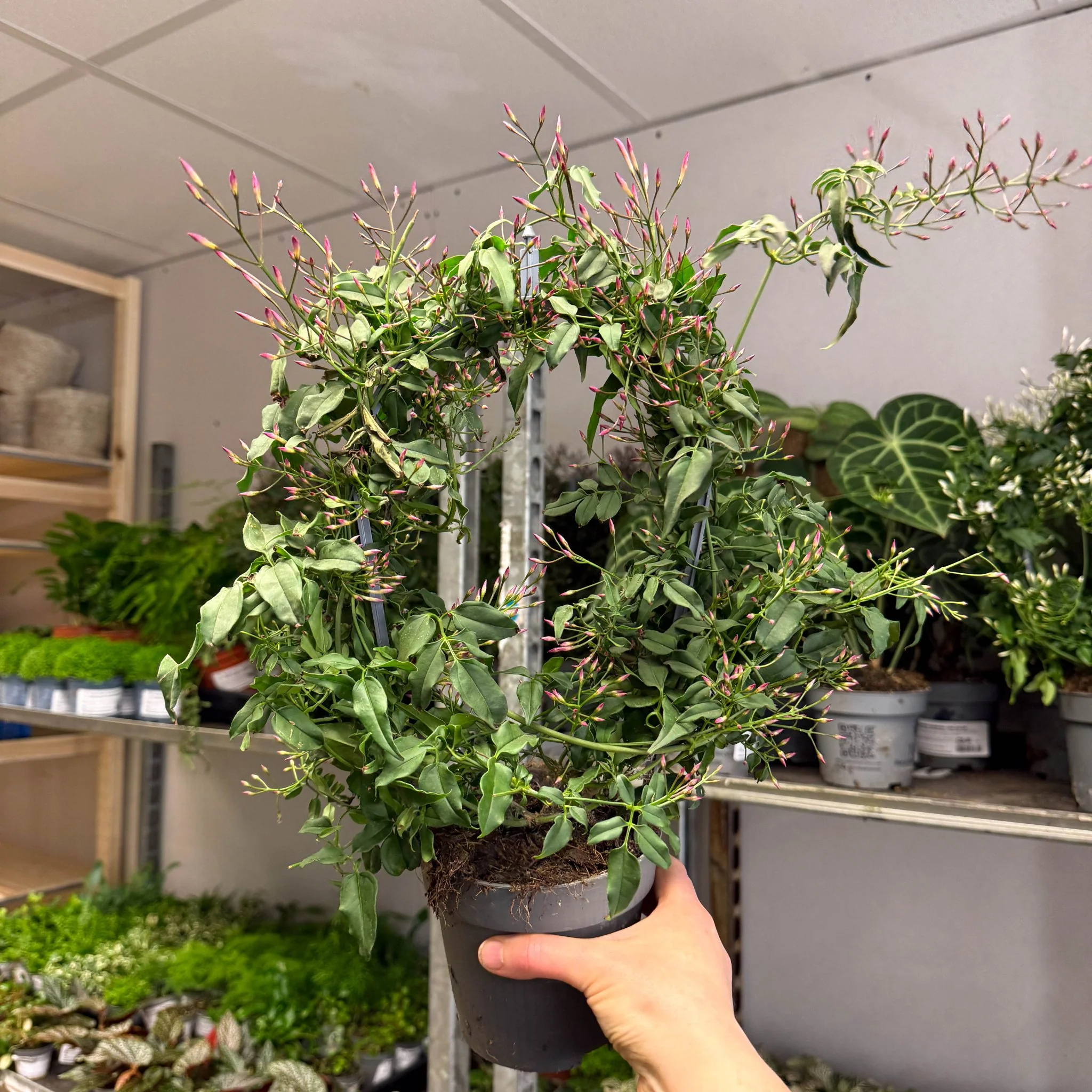 Jasminum polyanthum ‘Passion’ – Dark Pink Bud Jasmine
