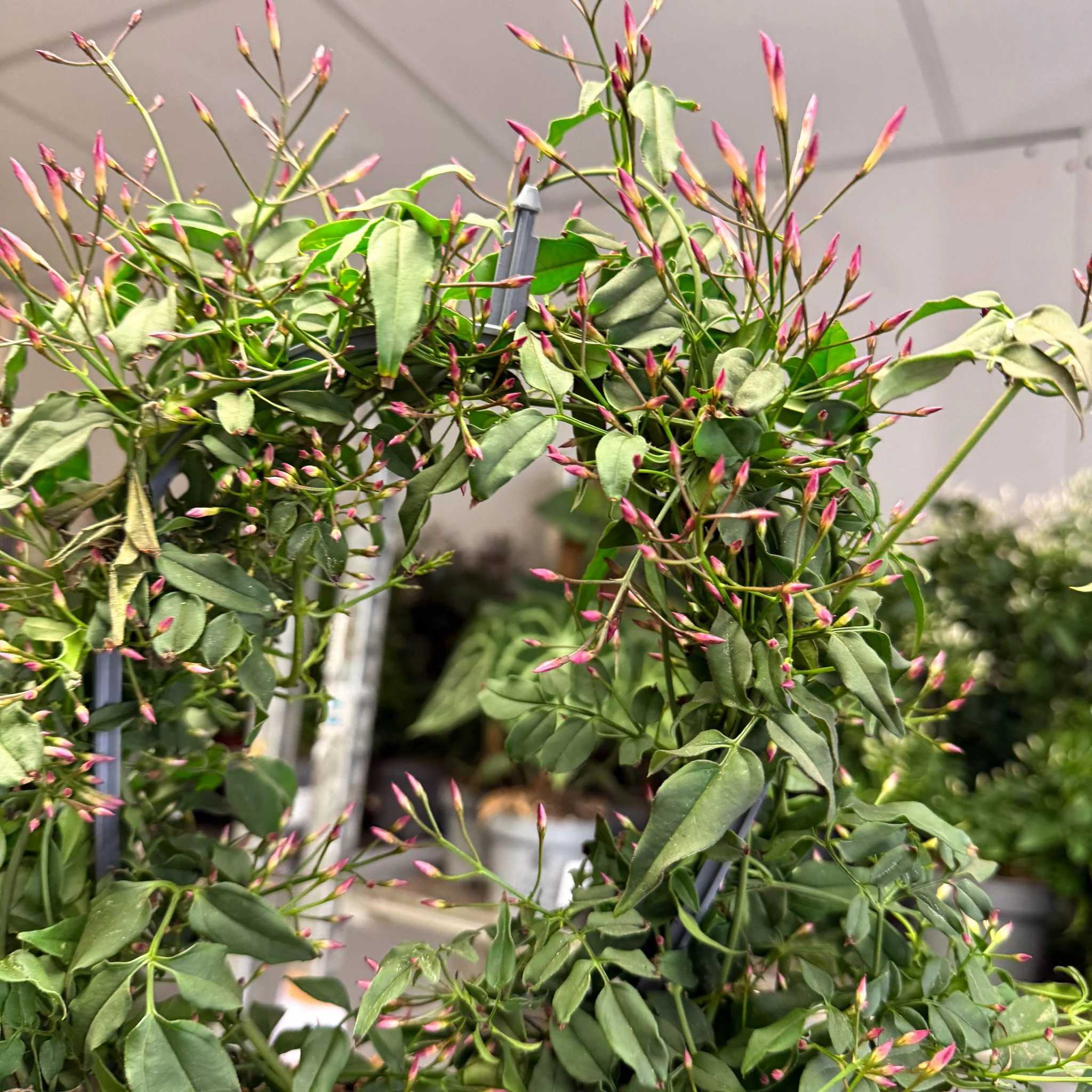 Jasminum polyanthum ‘Passion’ – Dark Pink Bud Jasmine - Image 2