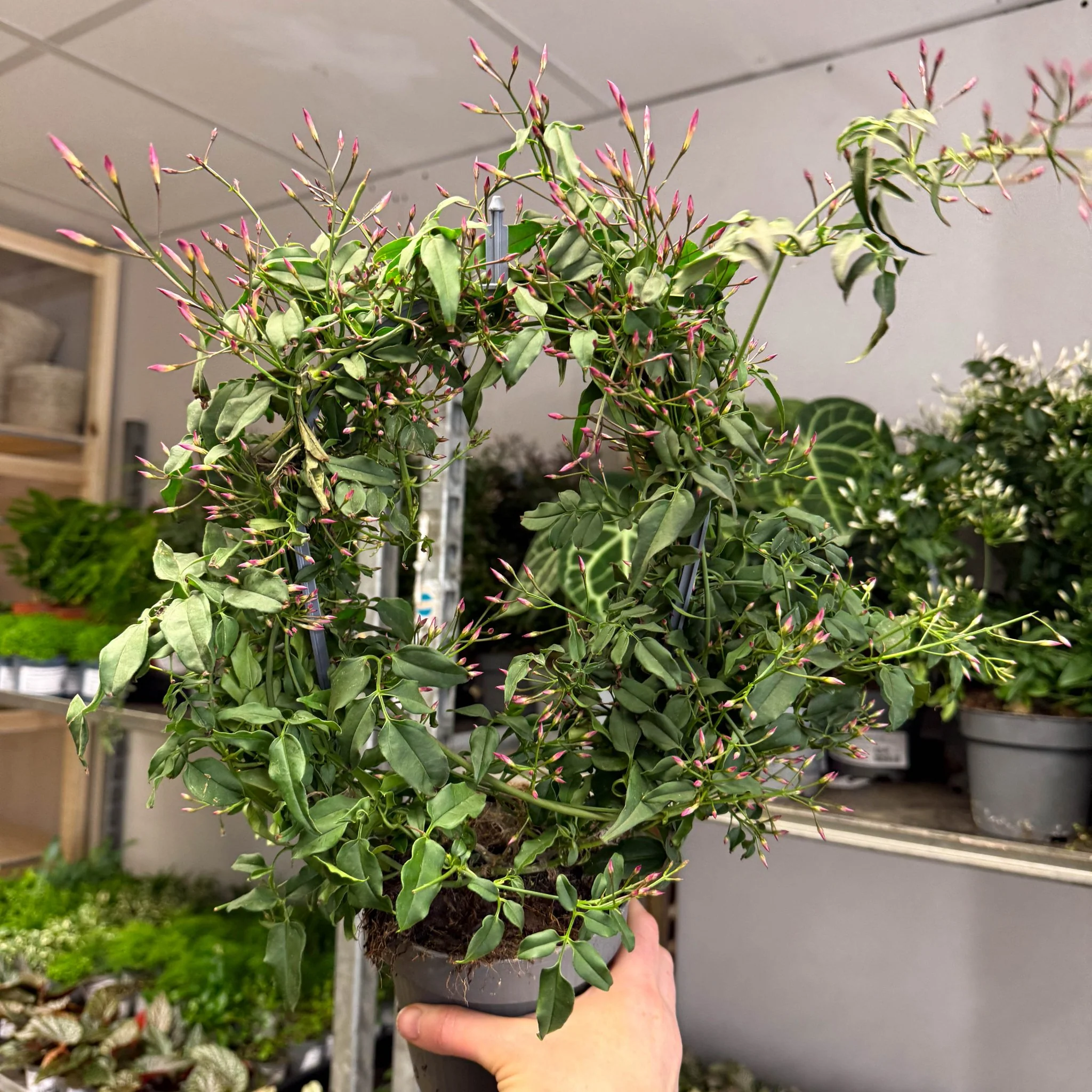 Jasminum polyanthum ‘Passion’ – Dark Pink Bud Jasmine - Image 3