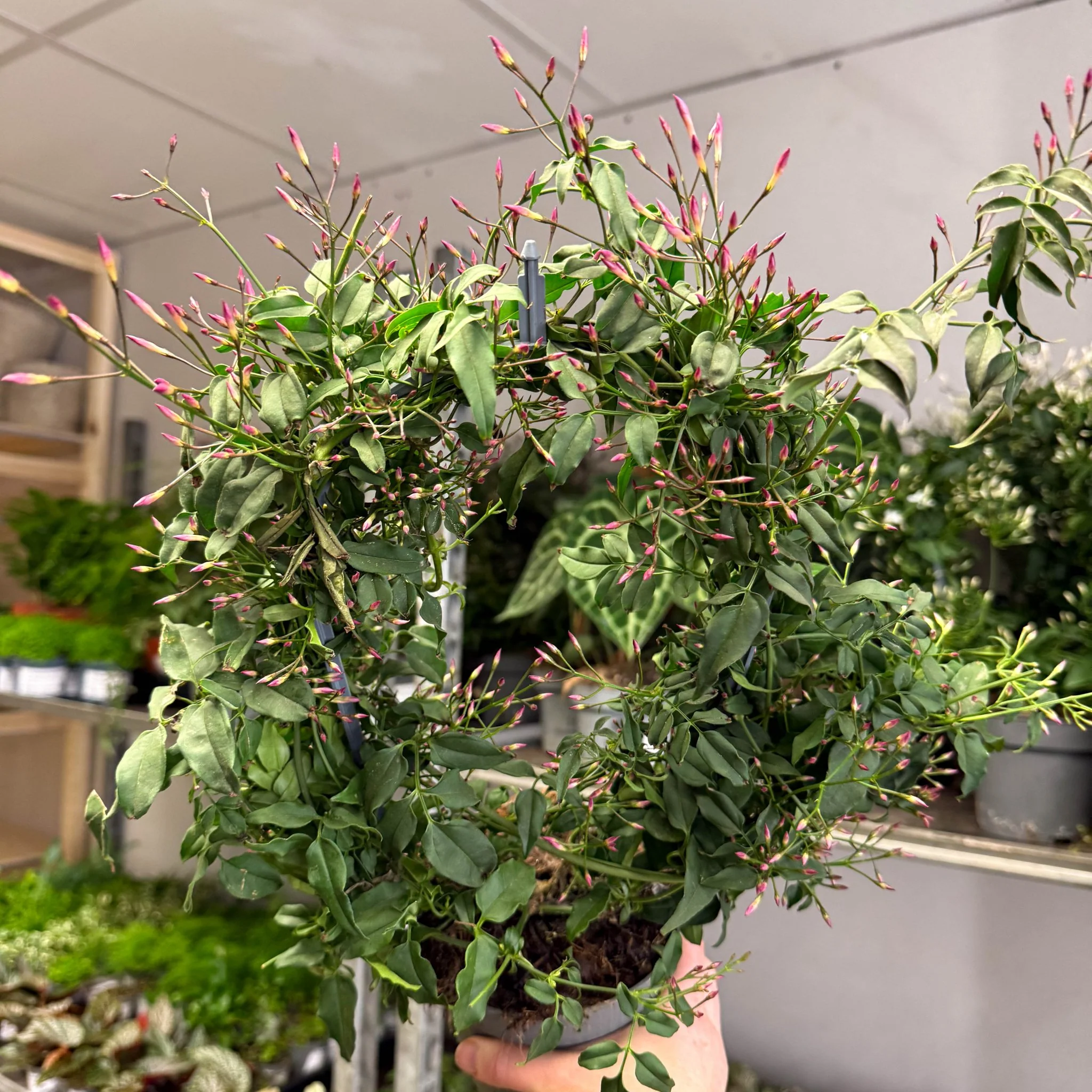 Jasminum polyanthum ‘Passion’ – Dark Pink Bud Jasmine - Image 4