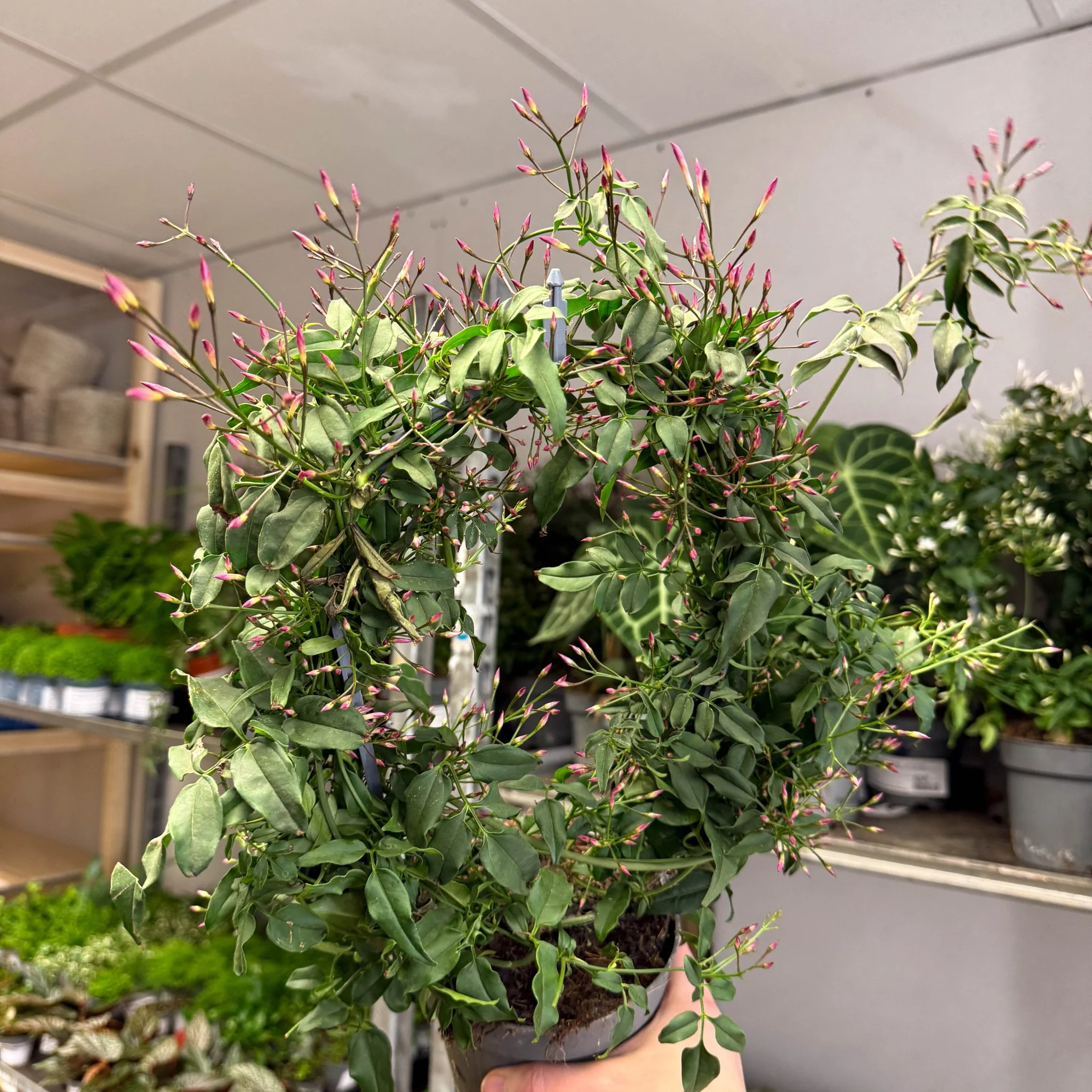 Jasminum polyanthum ‘Passion’ – Dark Pink Bud Jasmine - Image 5
