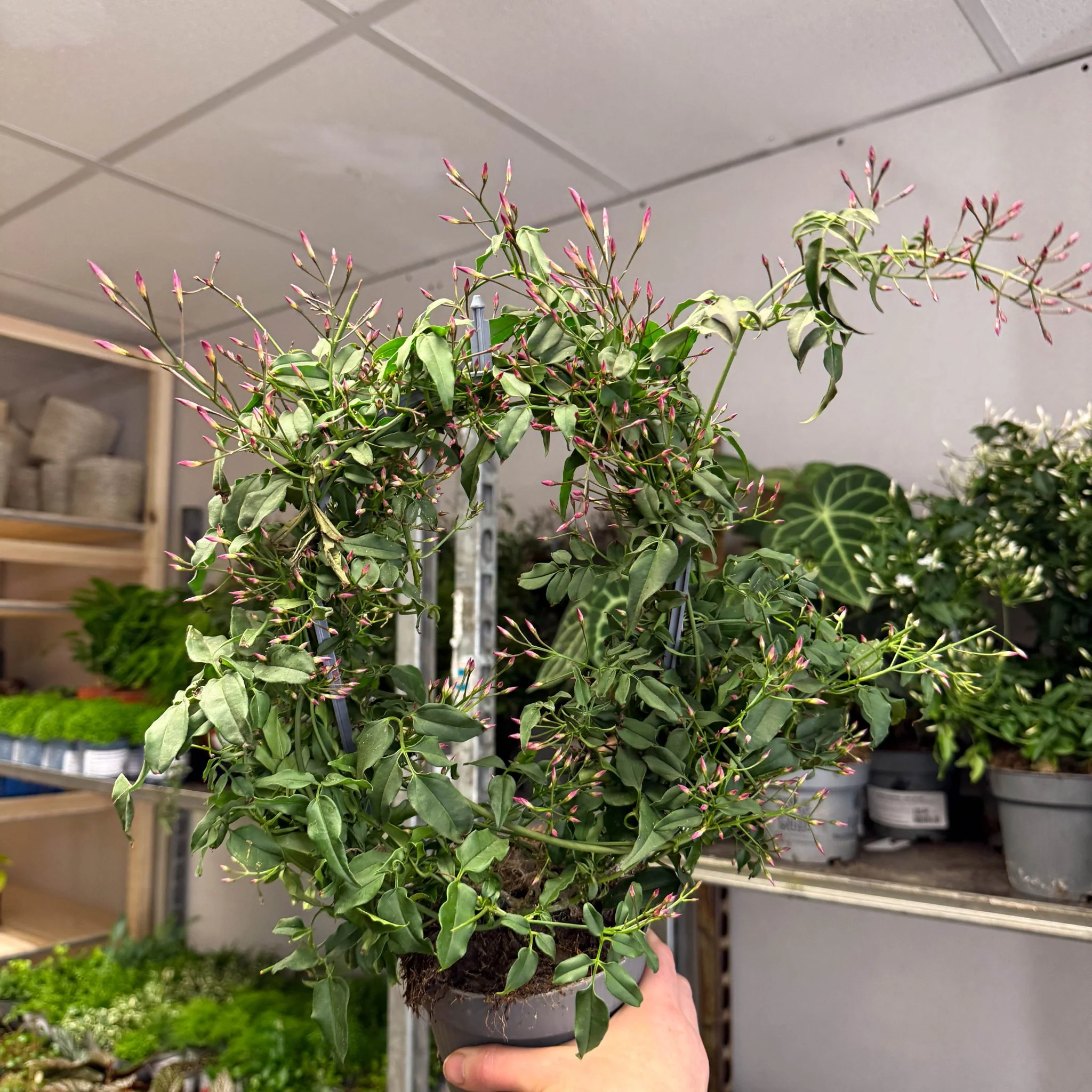 Jasminum polyanthum ‘Passion’ – Dark Pink Bud Jasmine - Image 6