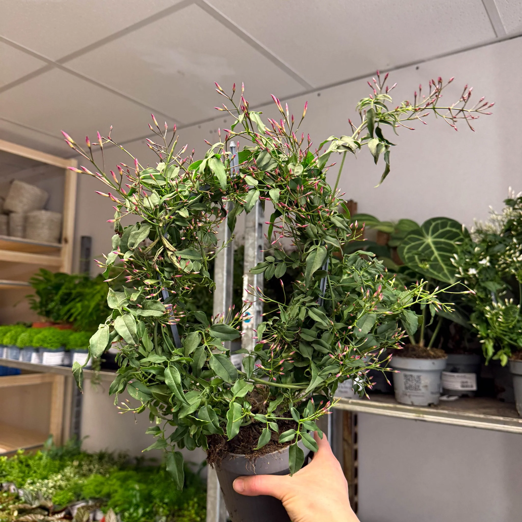 Jasminum polyanthum ‘Passion’ – Dark Pink Bud Jasmine - Image 8