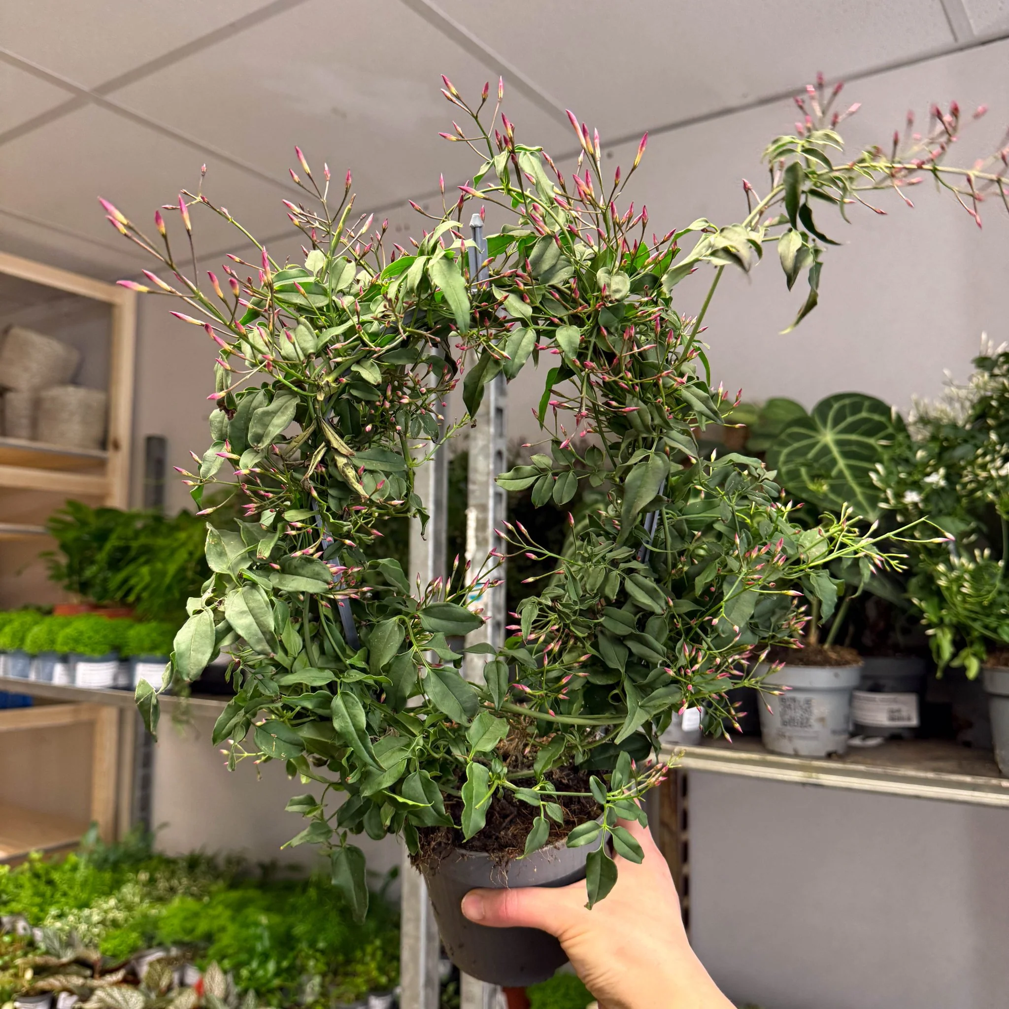 Jasminum polyanthum ‘Passion’ – Dark Pink Bud Jasmine - Image 9