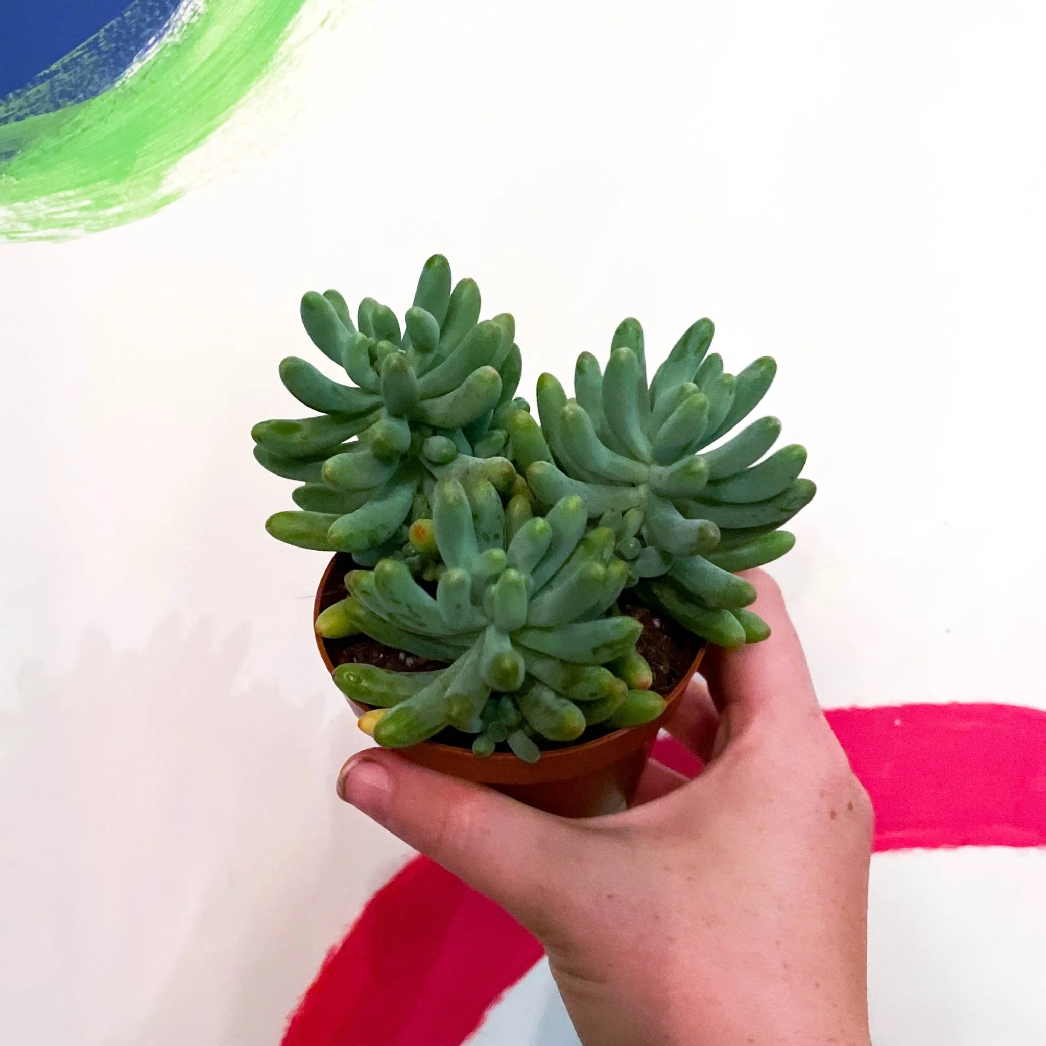 Jelly Bean Plant - Sedum pachyphyllum