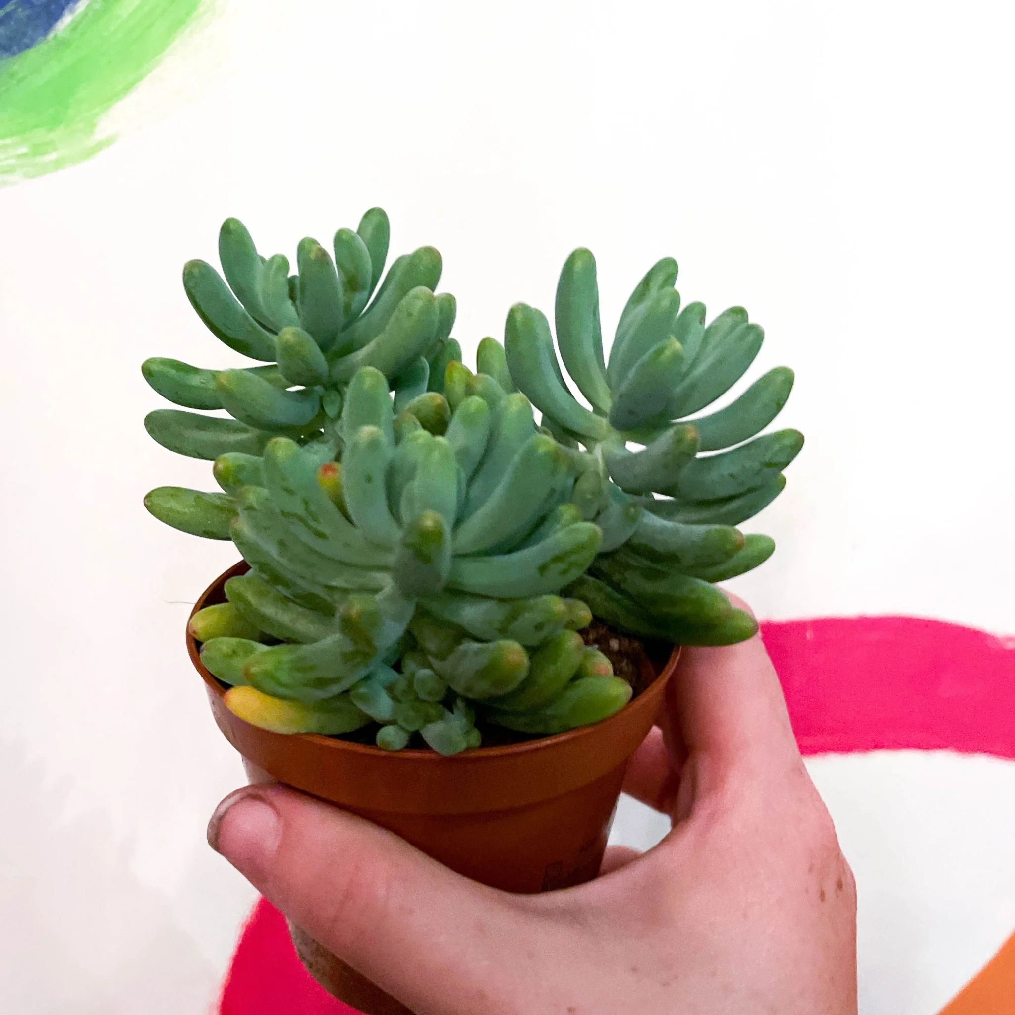 Jelly Bean Plant - Sedum pachyphyllum - Image 4