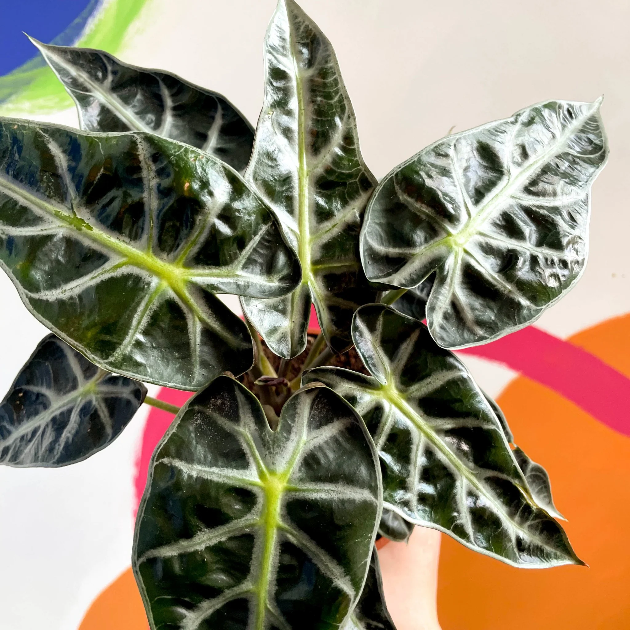Jewel Alocasia - Alocasia amazonica 'Bambino Arrow' - British Grown - Image 4