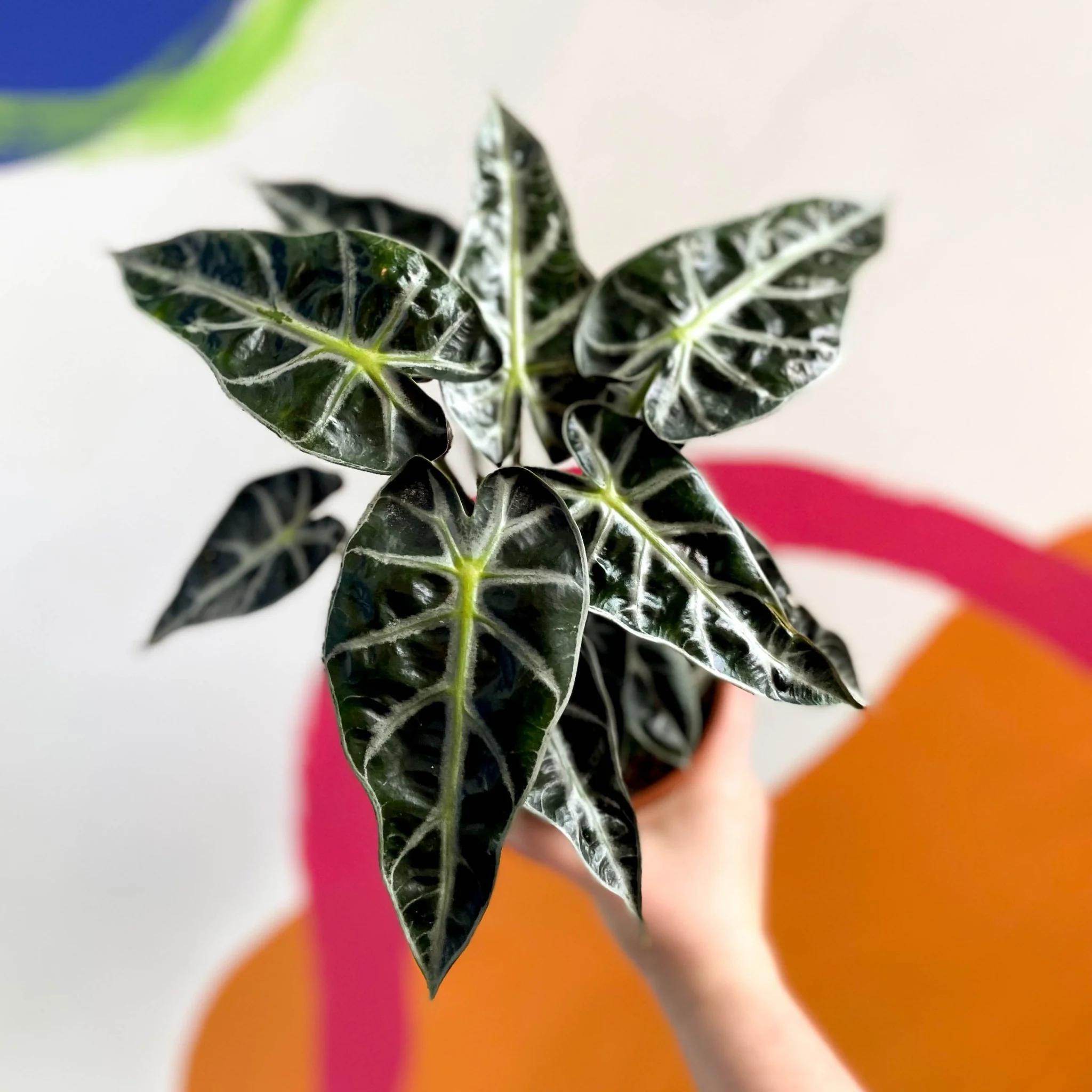 Jewel Alocasia - Alocasia amazonica 'Bambino Arrow' - British Grown - Image 5