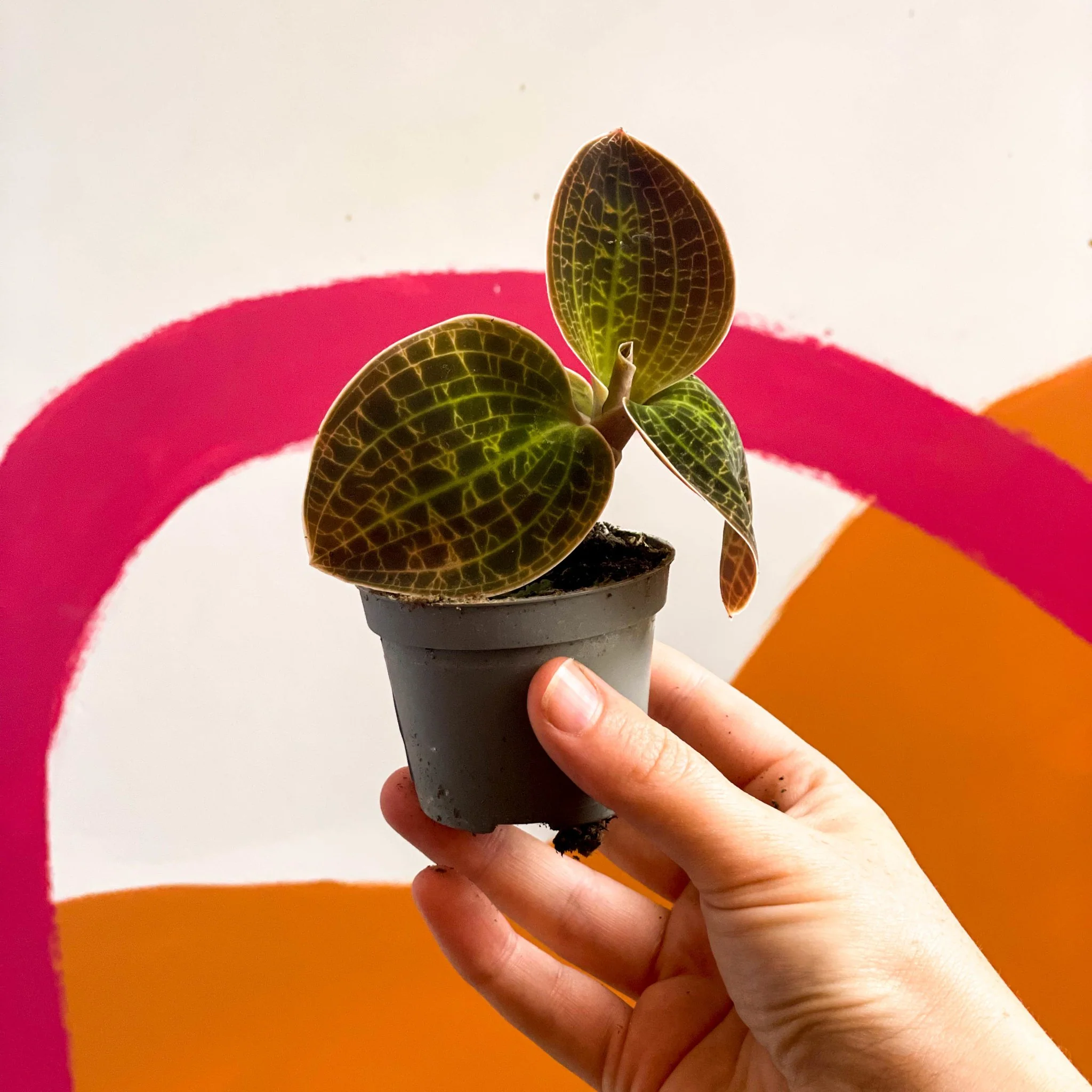 Jewel Orchid - Dossinochilus 'Dreamcatcher'