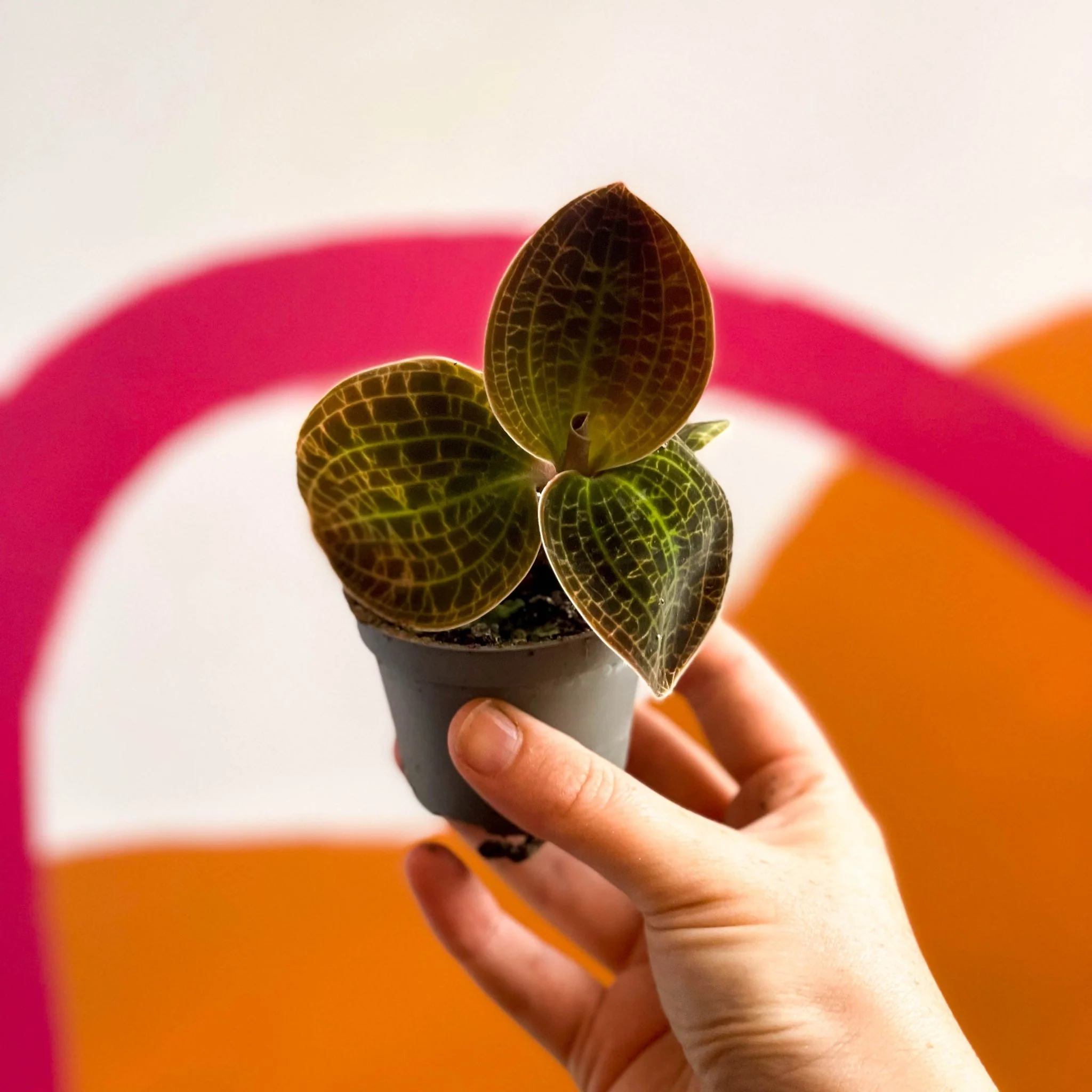 Jewel Orchid - Dossinochilus 'Dreamcatcher' - Image 2