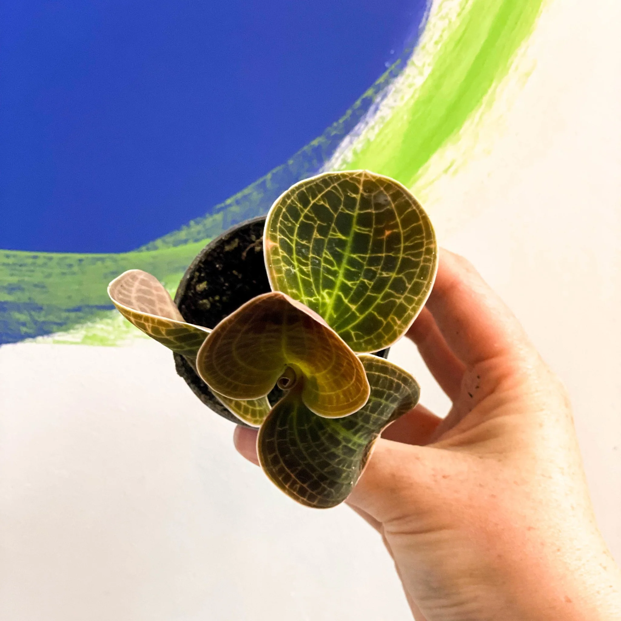 Jewel Orchid - Dossinochilus 'Dreamcatcher' - Image 3