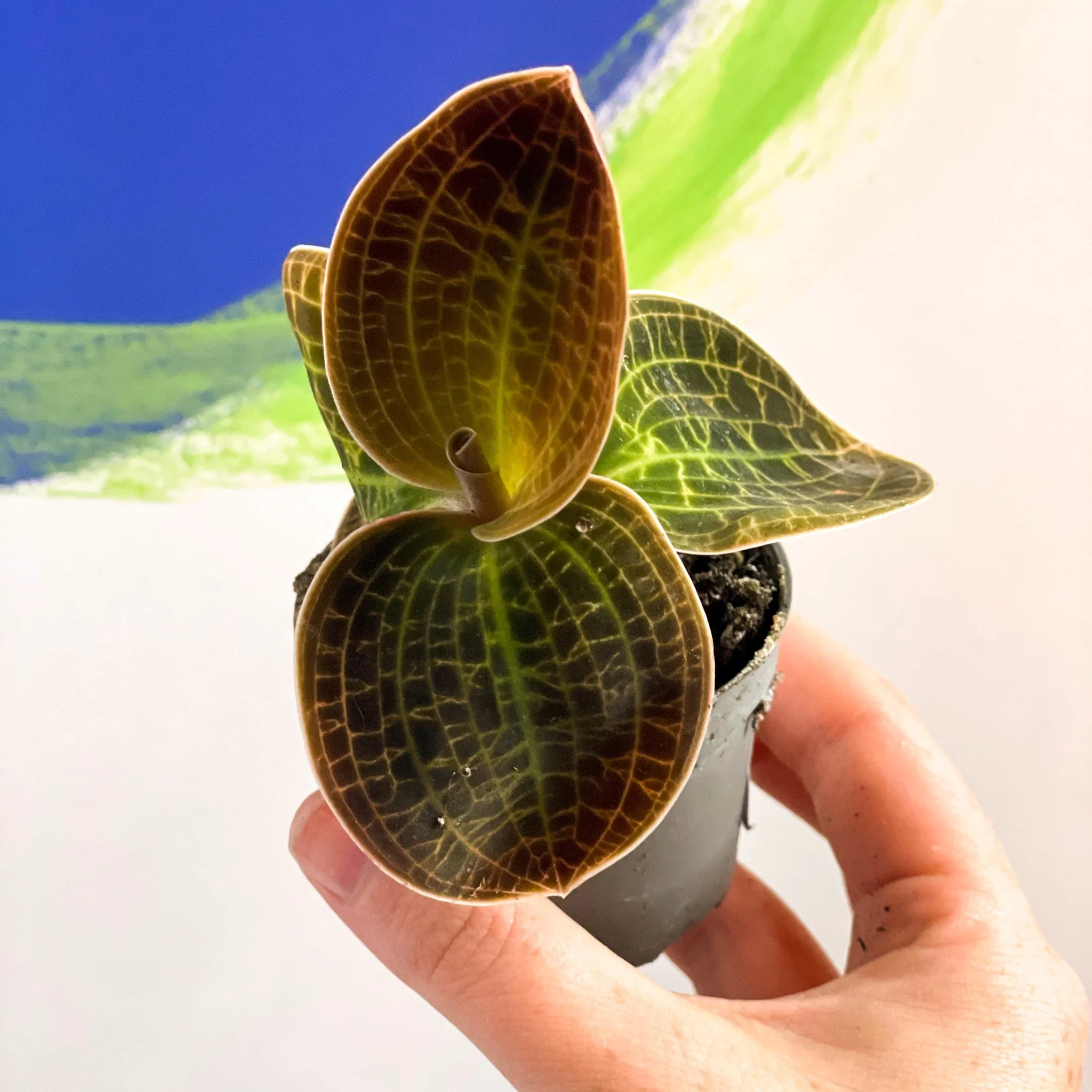 Jewel Orchid - Dossinochilus 'Dreamcatcher' - Image 4