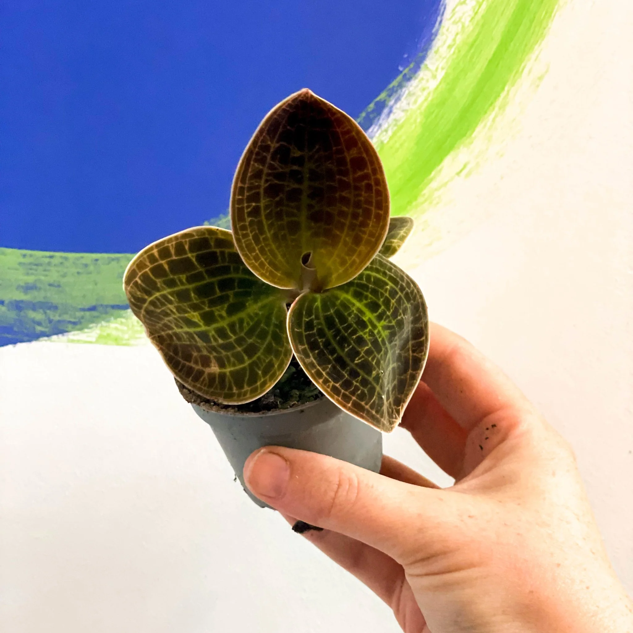 Jewel Orchid - Dossinochilus 'Dreamcatcher' - Image 5