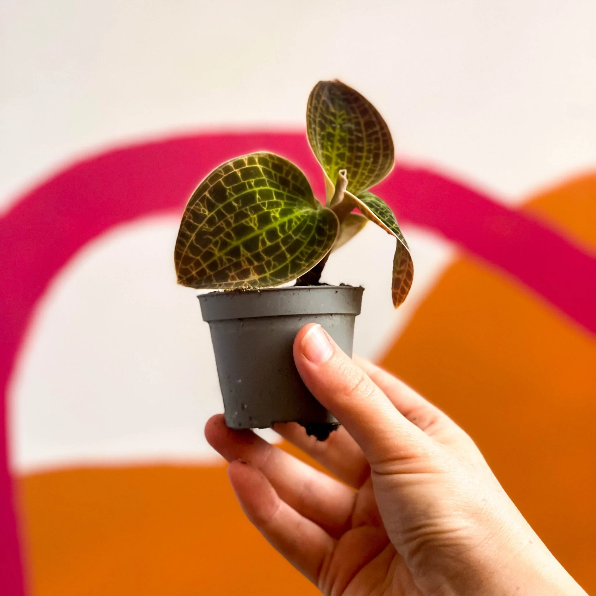 Jewel Orchid - Dossinochilus 'Dreamcatcher' - Image 6