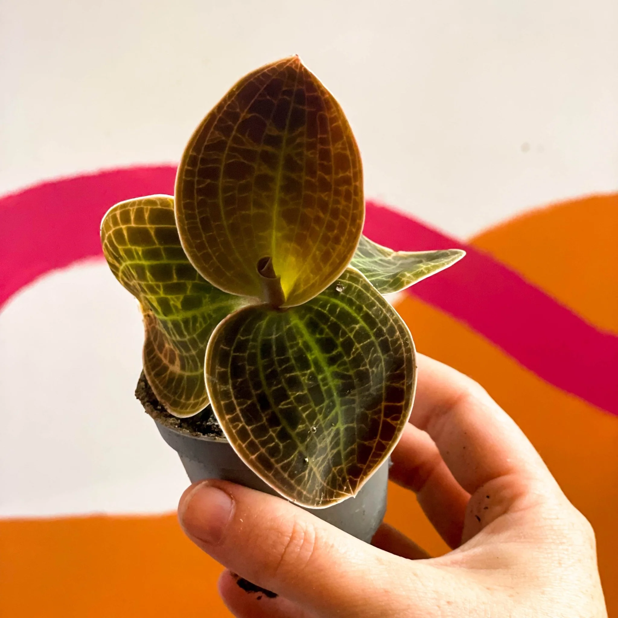 Jewel Orchid - Dossinochilus 'Dreamcatcher' - Image 7