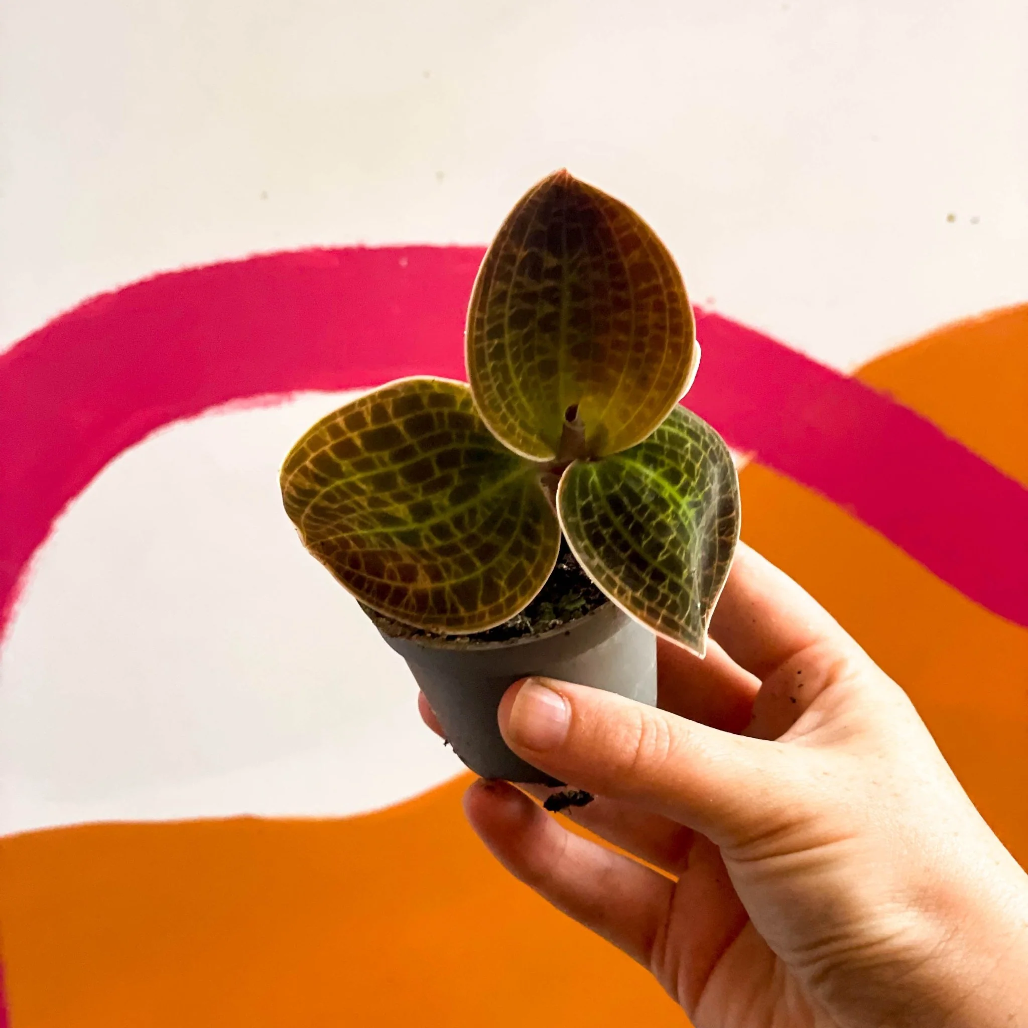 Jewel Orchid - Dossinochilus 'Dreamcatcher' - Image 8