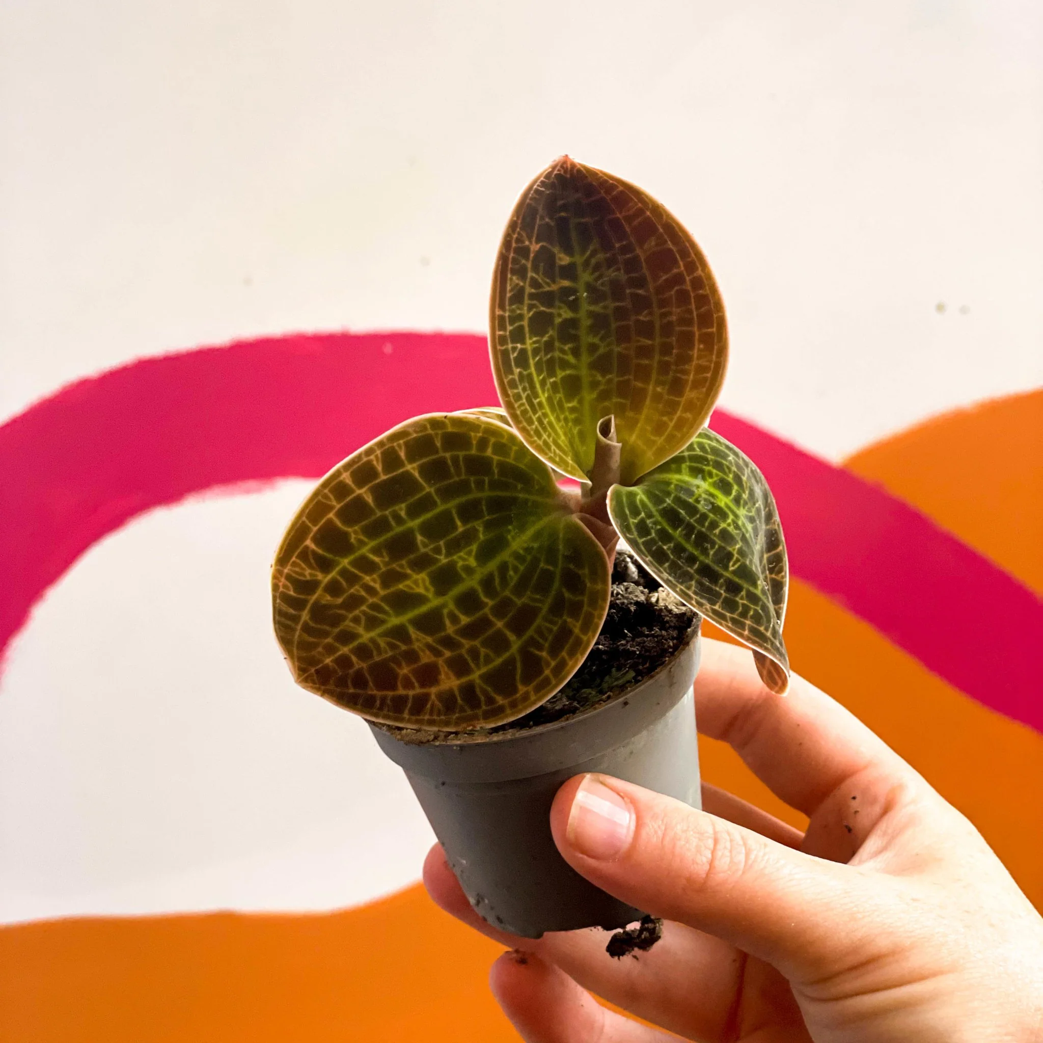 Jewel Orchid - Dossinochilus 'Dreamcatcher' - Image 9